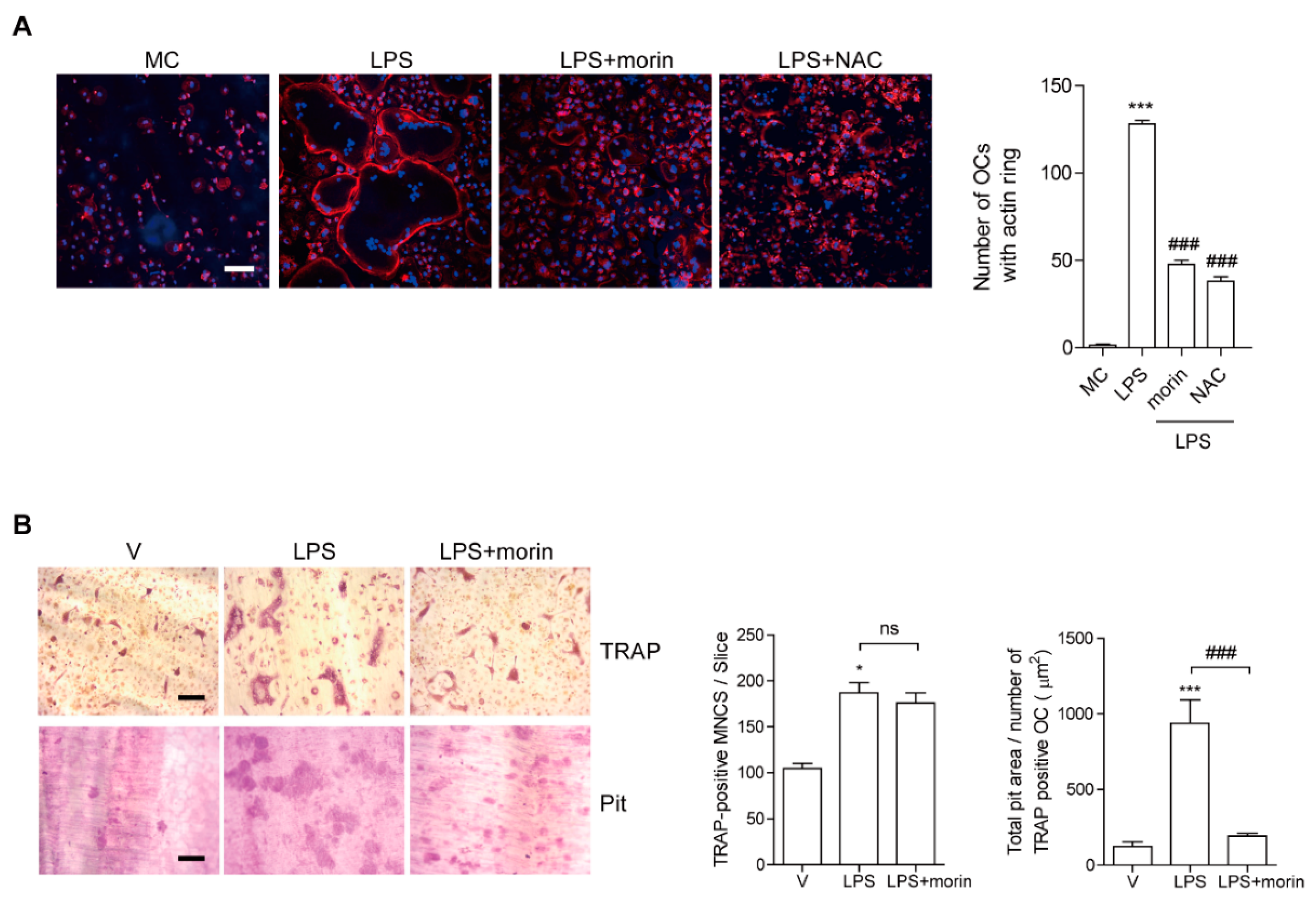 Antioxidants 11 00963 g003 550