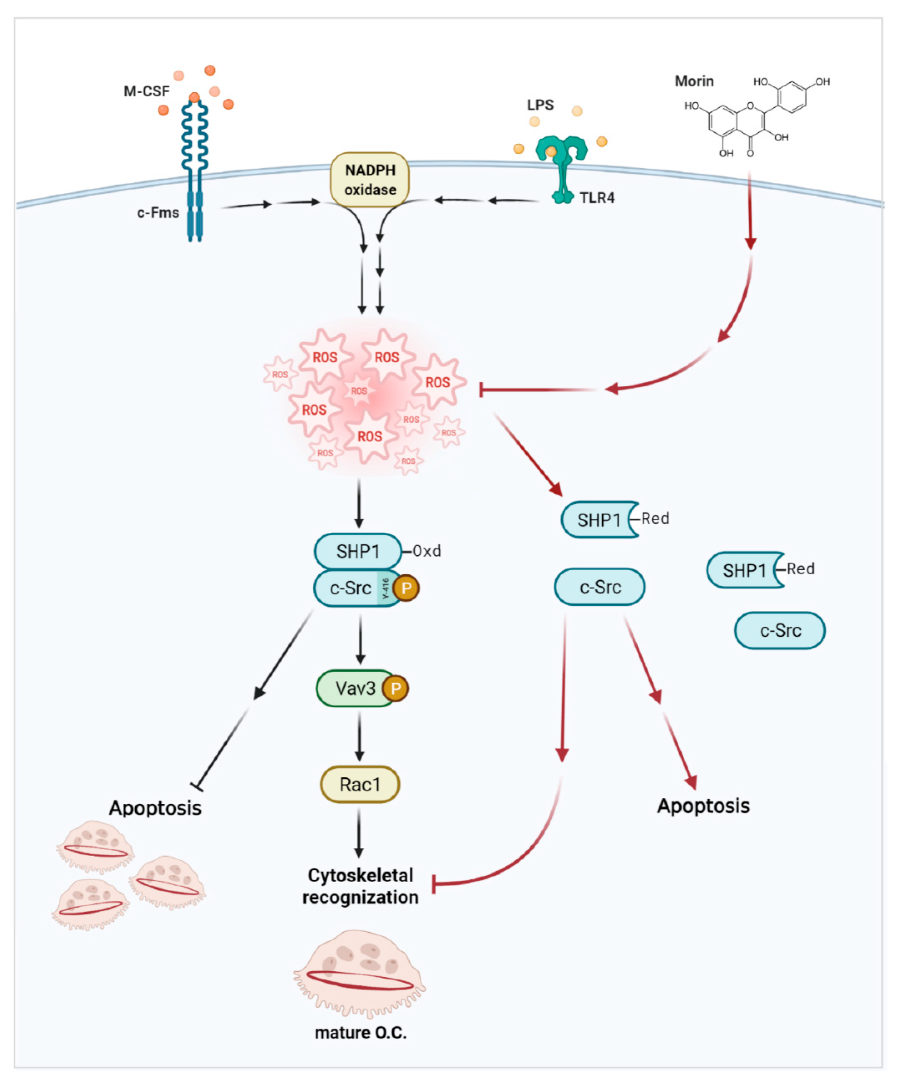 Antioxidants 11 00963 g006 550