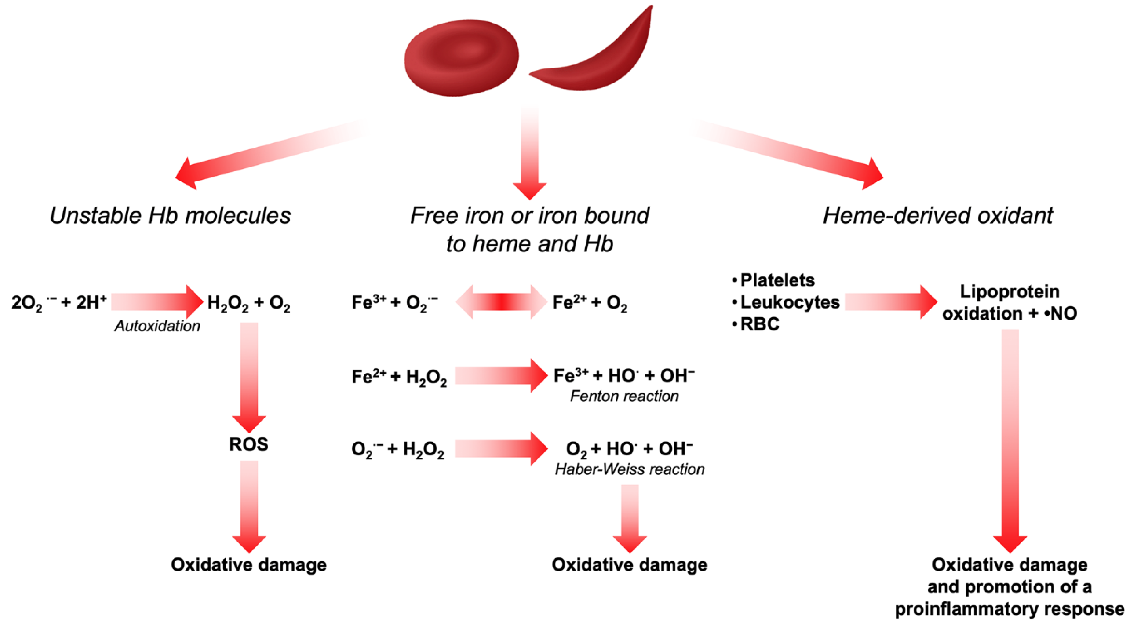 Antioxidants 11 00967 g001 Antioxidants 11 00967 g001
