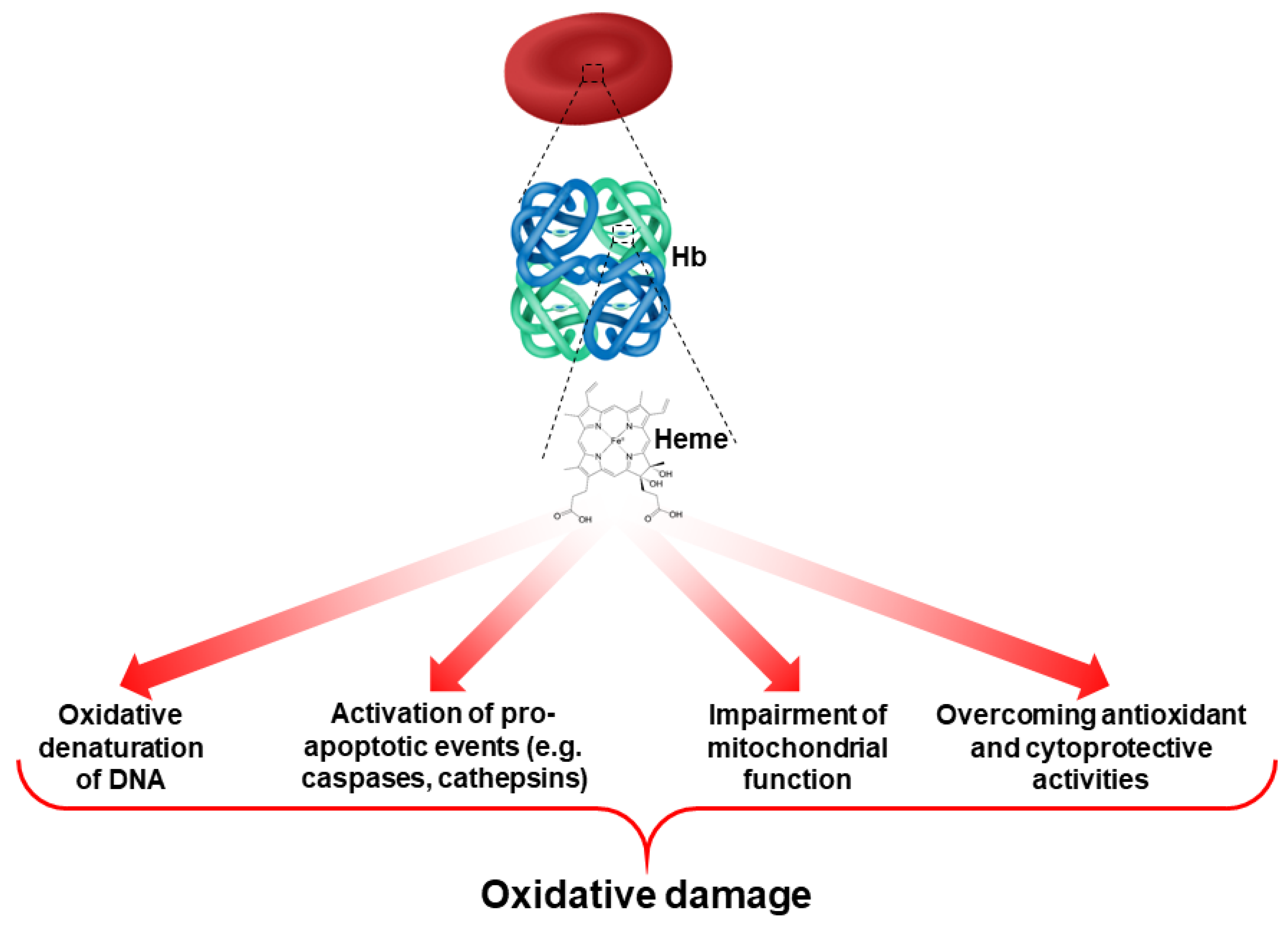 Antioxidants 11 00967 g002 Antioxidants 11 00967 g002
