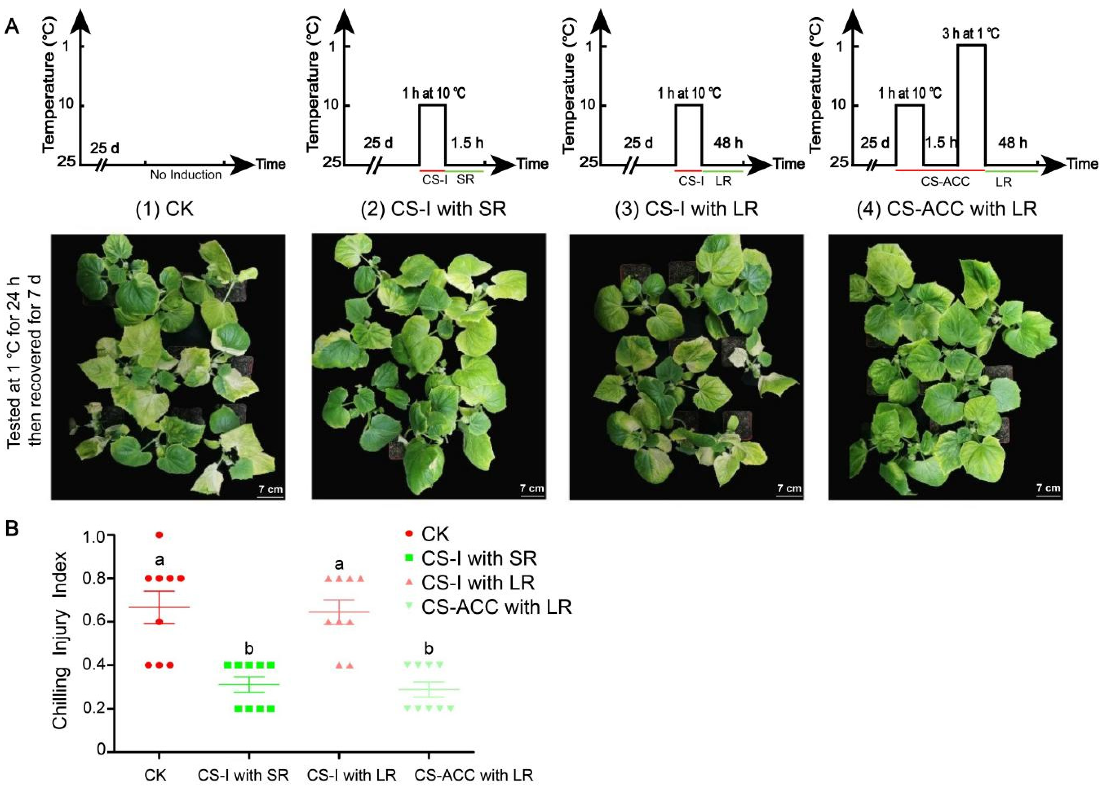 Antioxidants 11 00969 g001