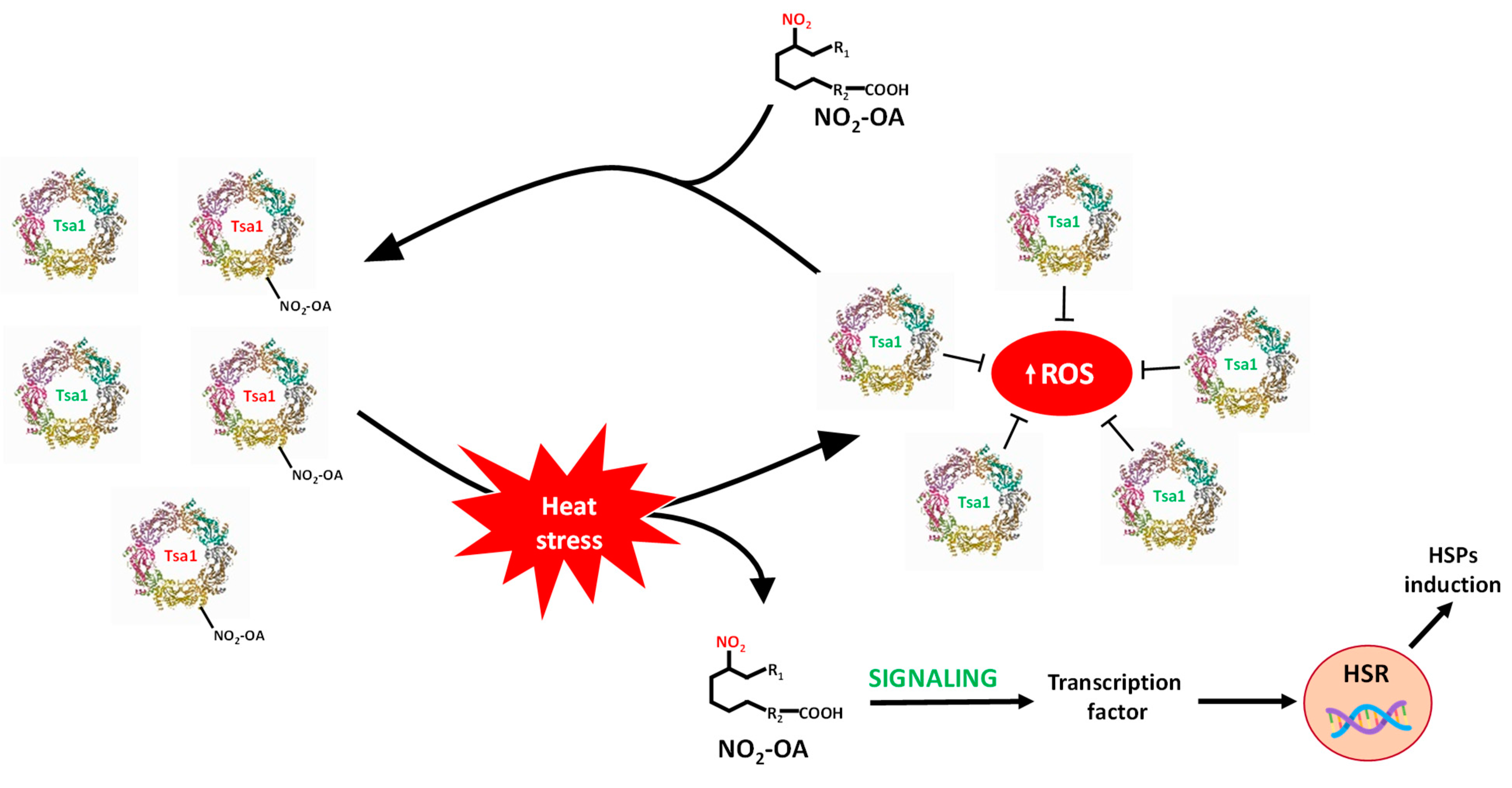 Antioxidants 11 00972 g008