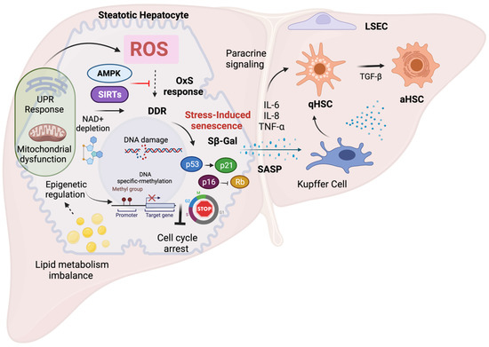 Modulation of Oxidative Stress-Induced Senescence during Non