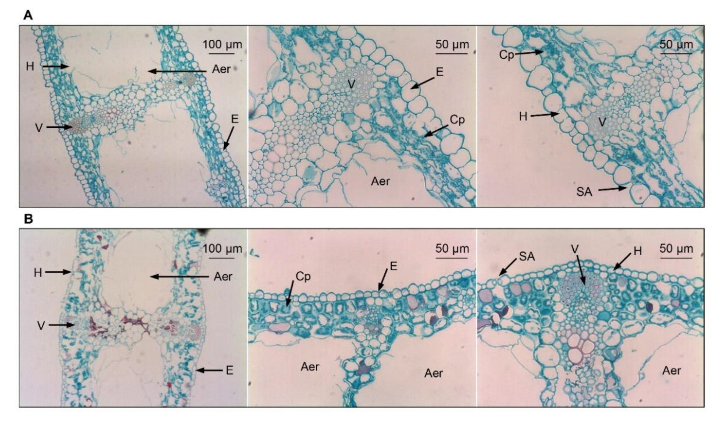 Antioxidants 11 00977 g002