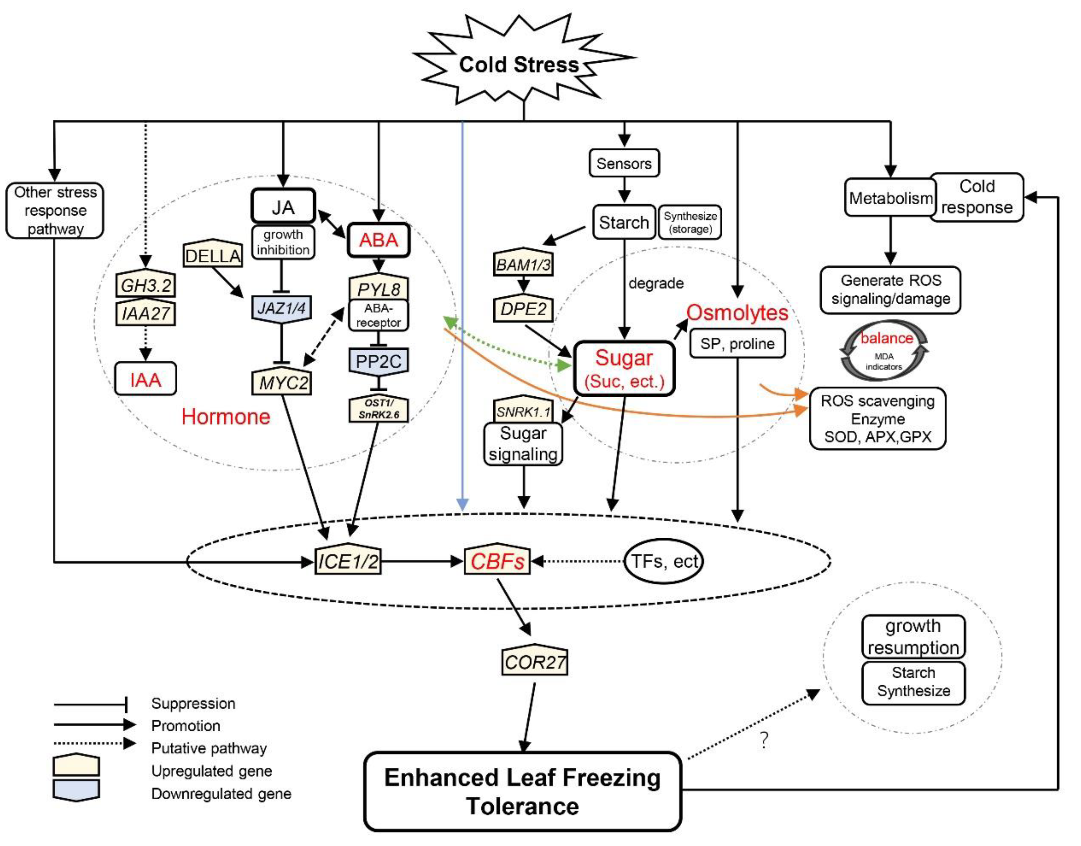 Antioxidants 11 00977 g008