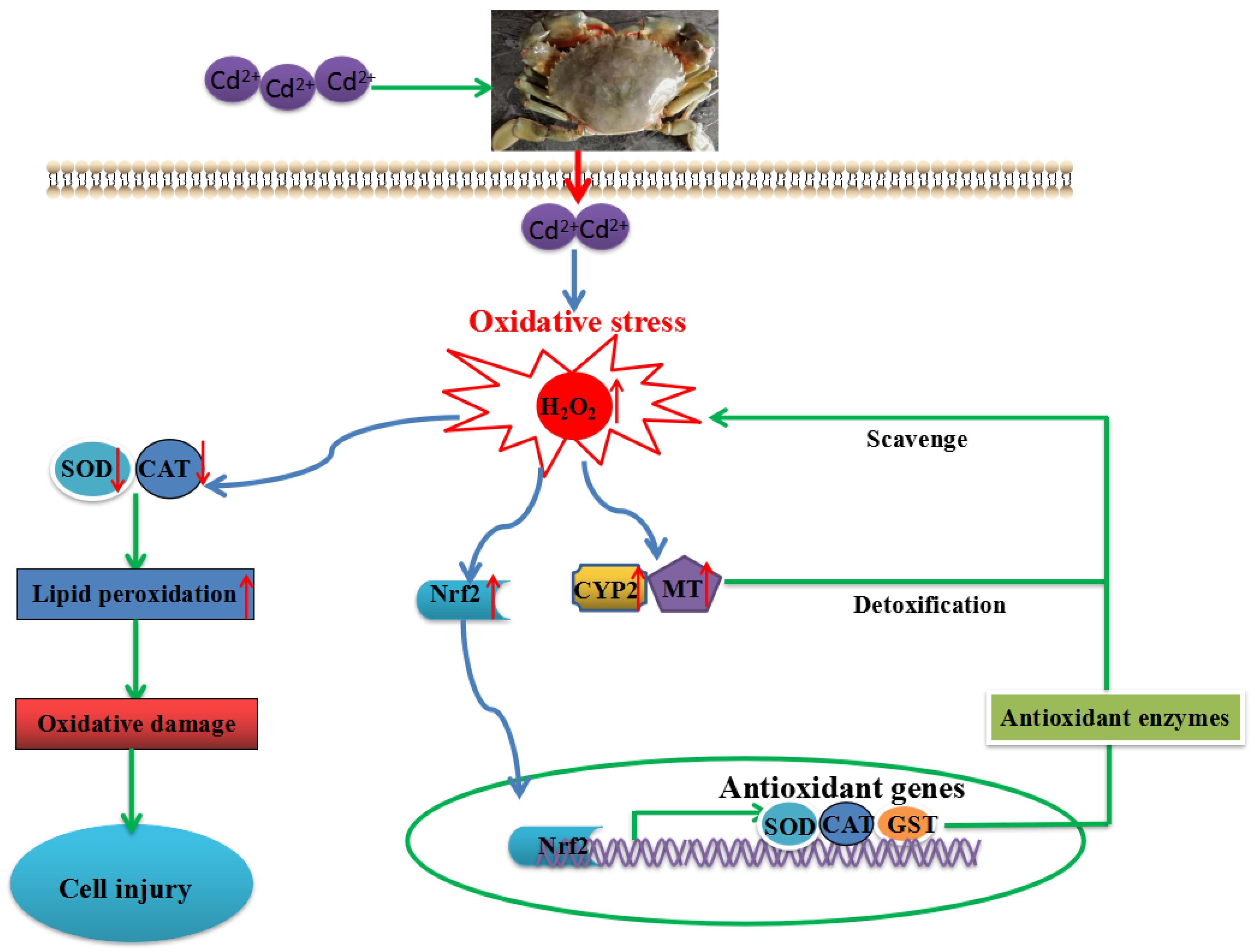 Antioxidants 11 00978 g007 550