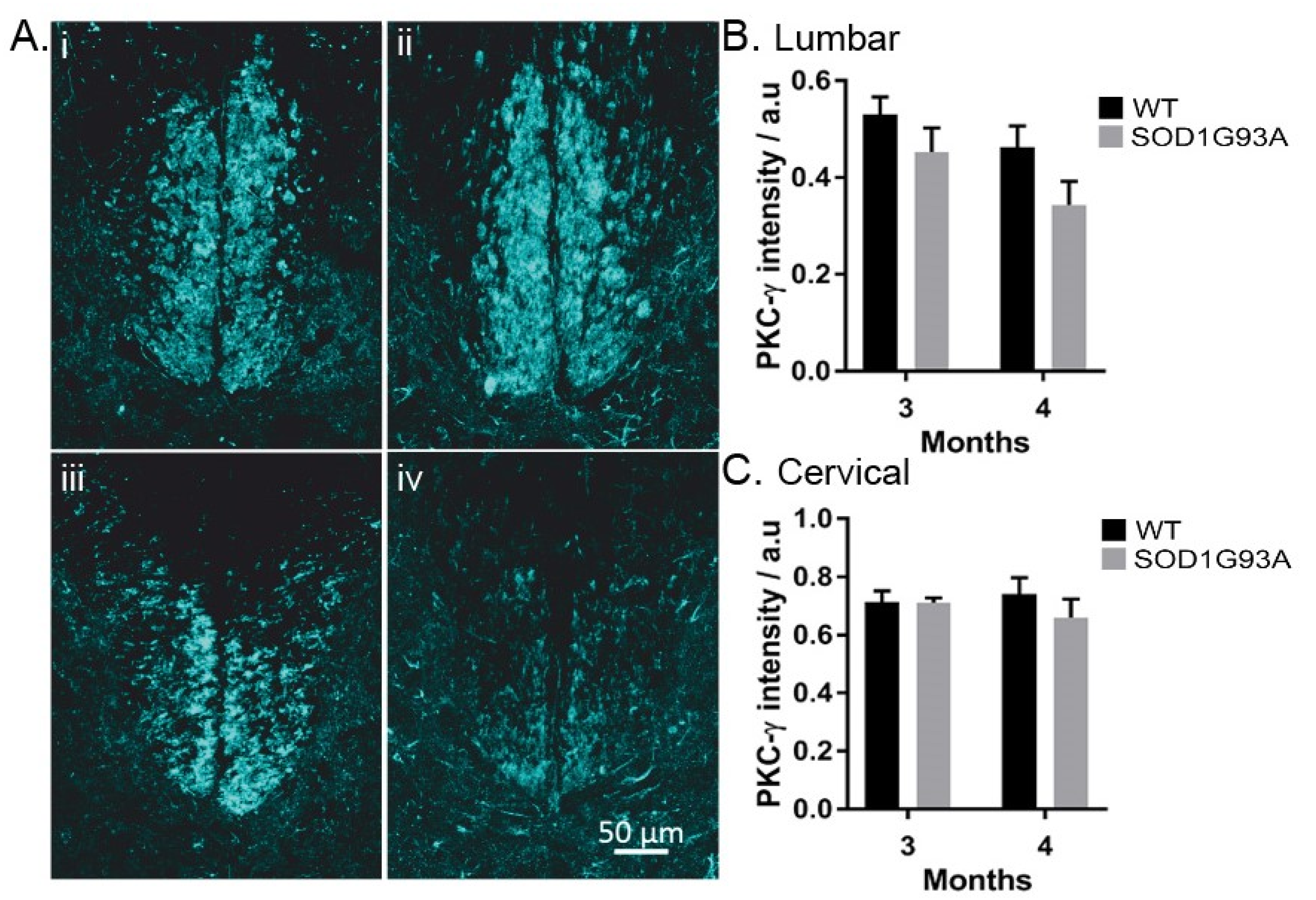 Antioxidants 11 00983 g003 Antioxidants 11 00983 g003