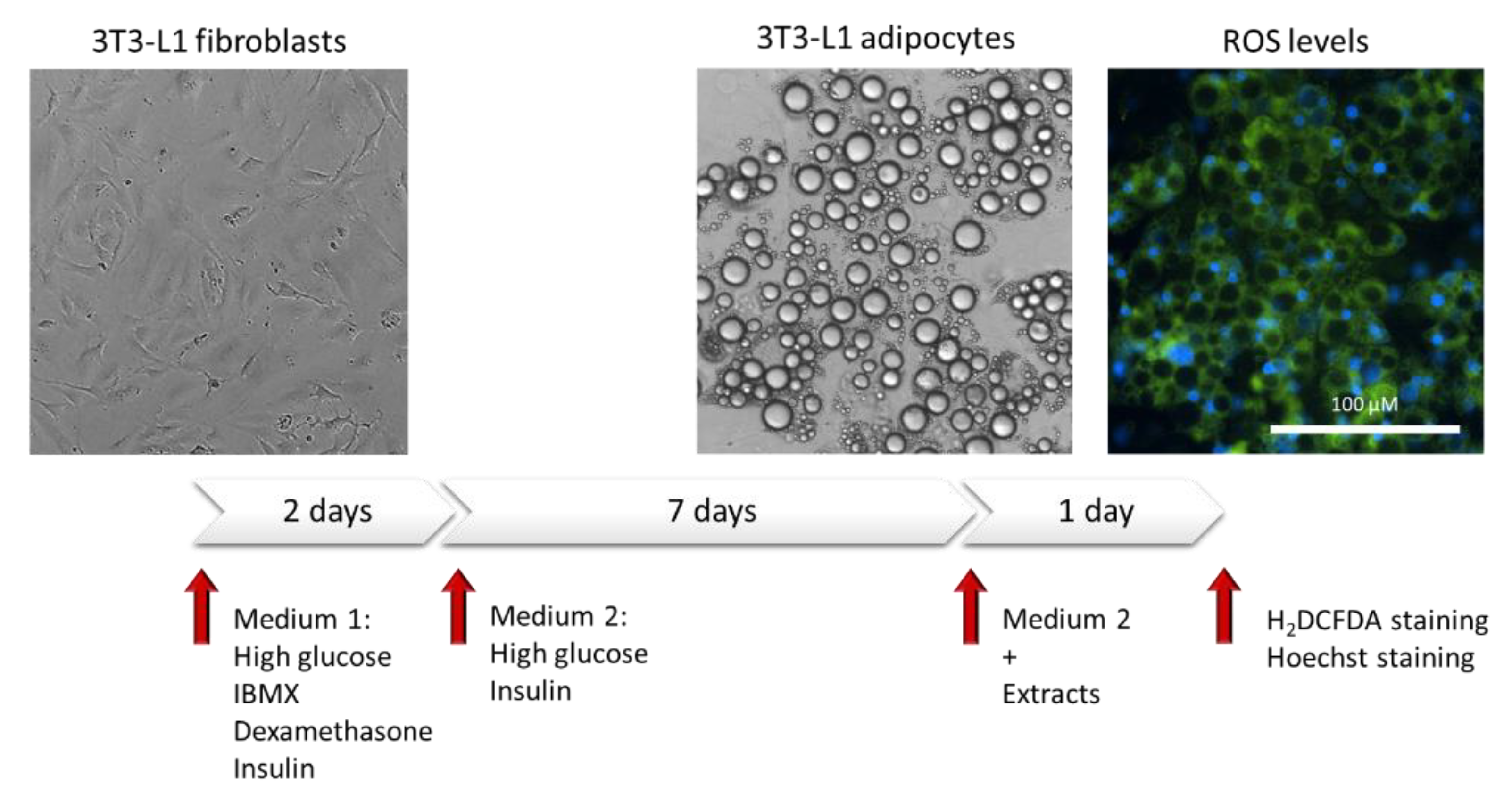 Antioxidants 11 00988 g001 550