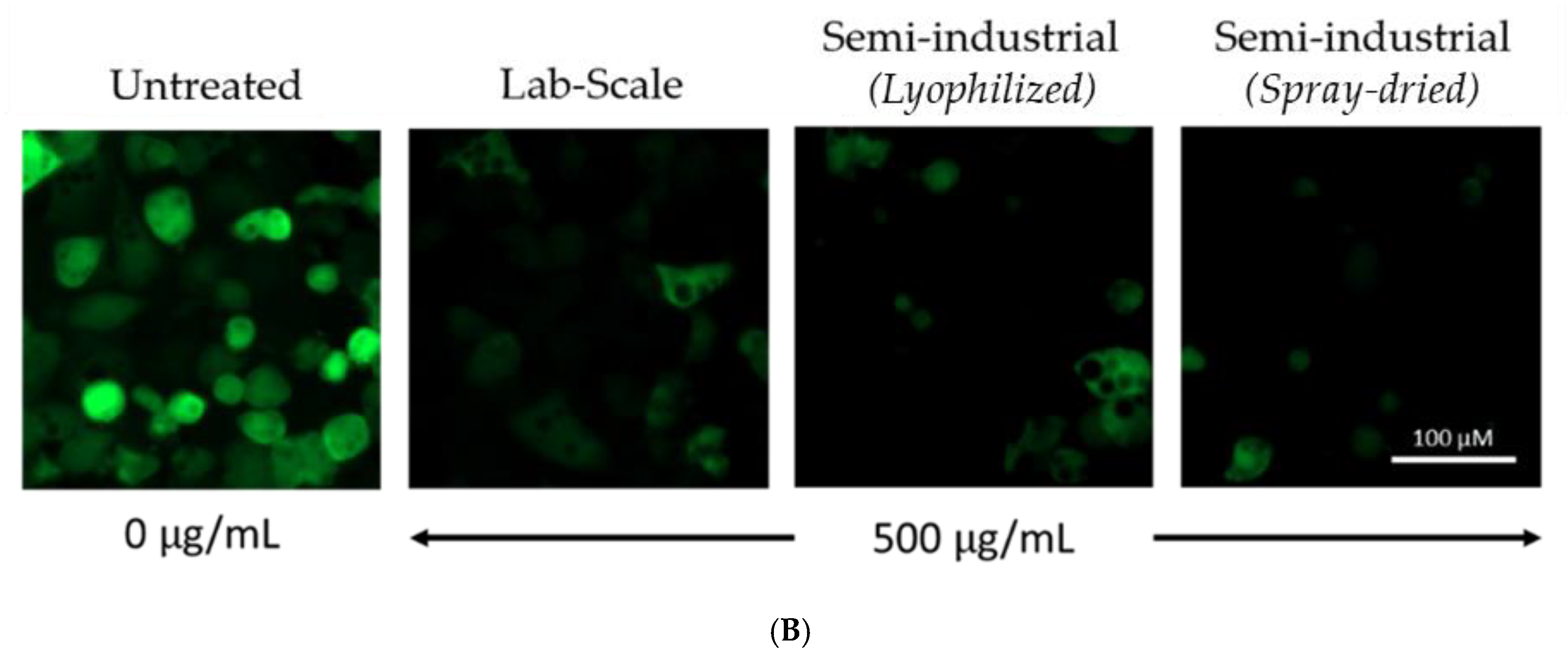 Antioxidants 11 00988 g007b 550