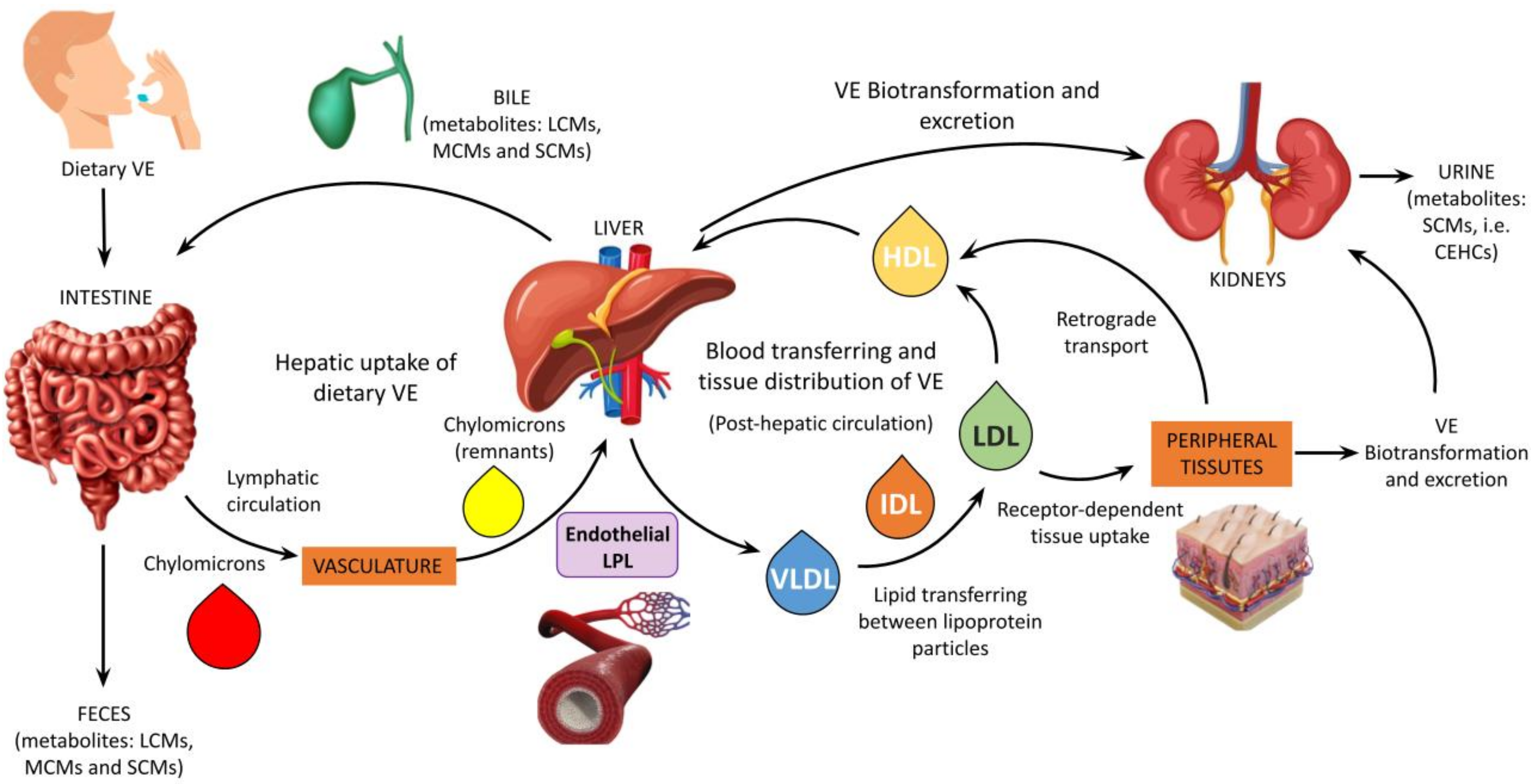 Antioxidants Free FullText Vitamin E (AlphaTocopherol) Metabolism