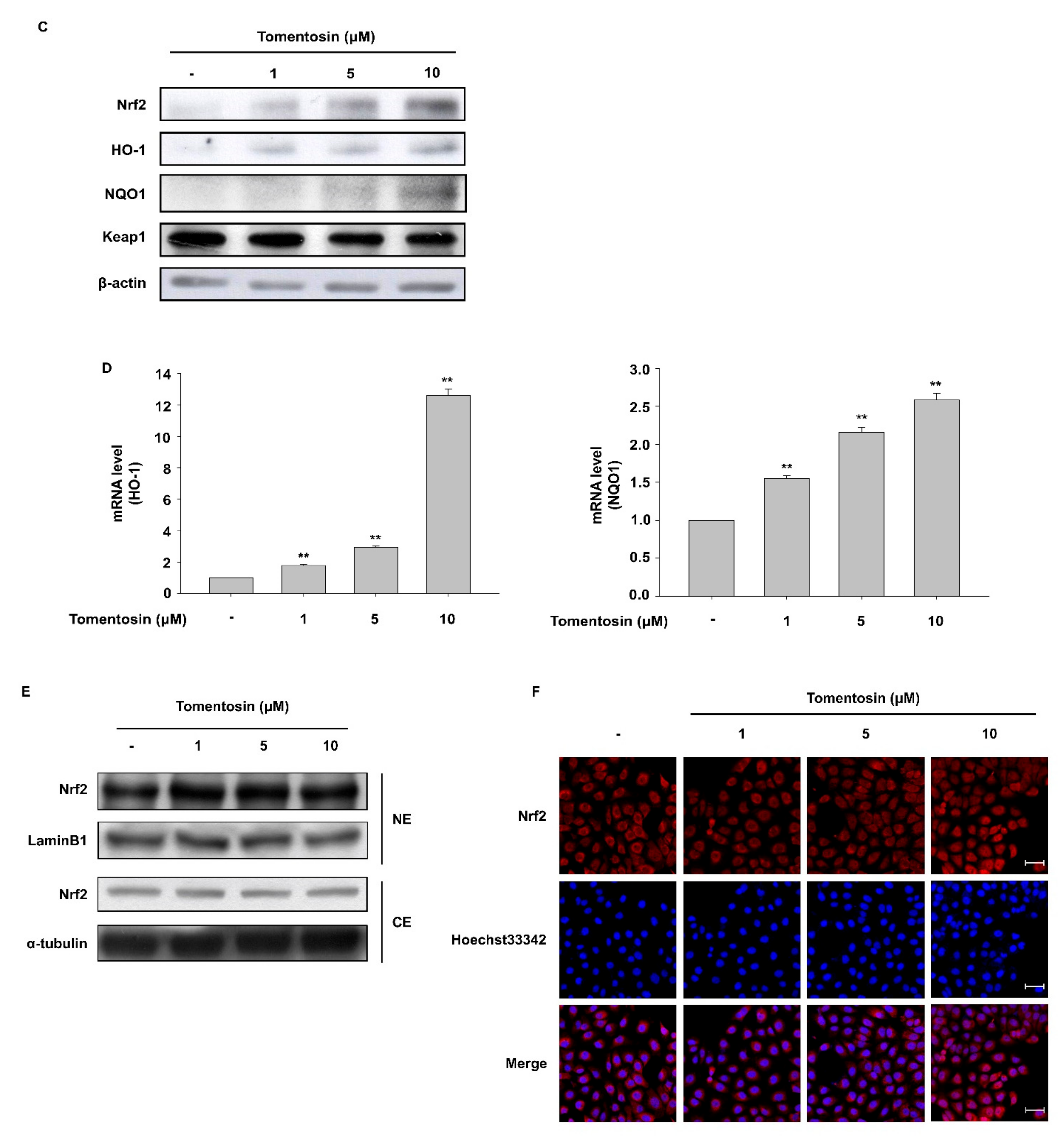 Antioxidants 11 00990 g002b