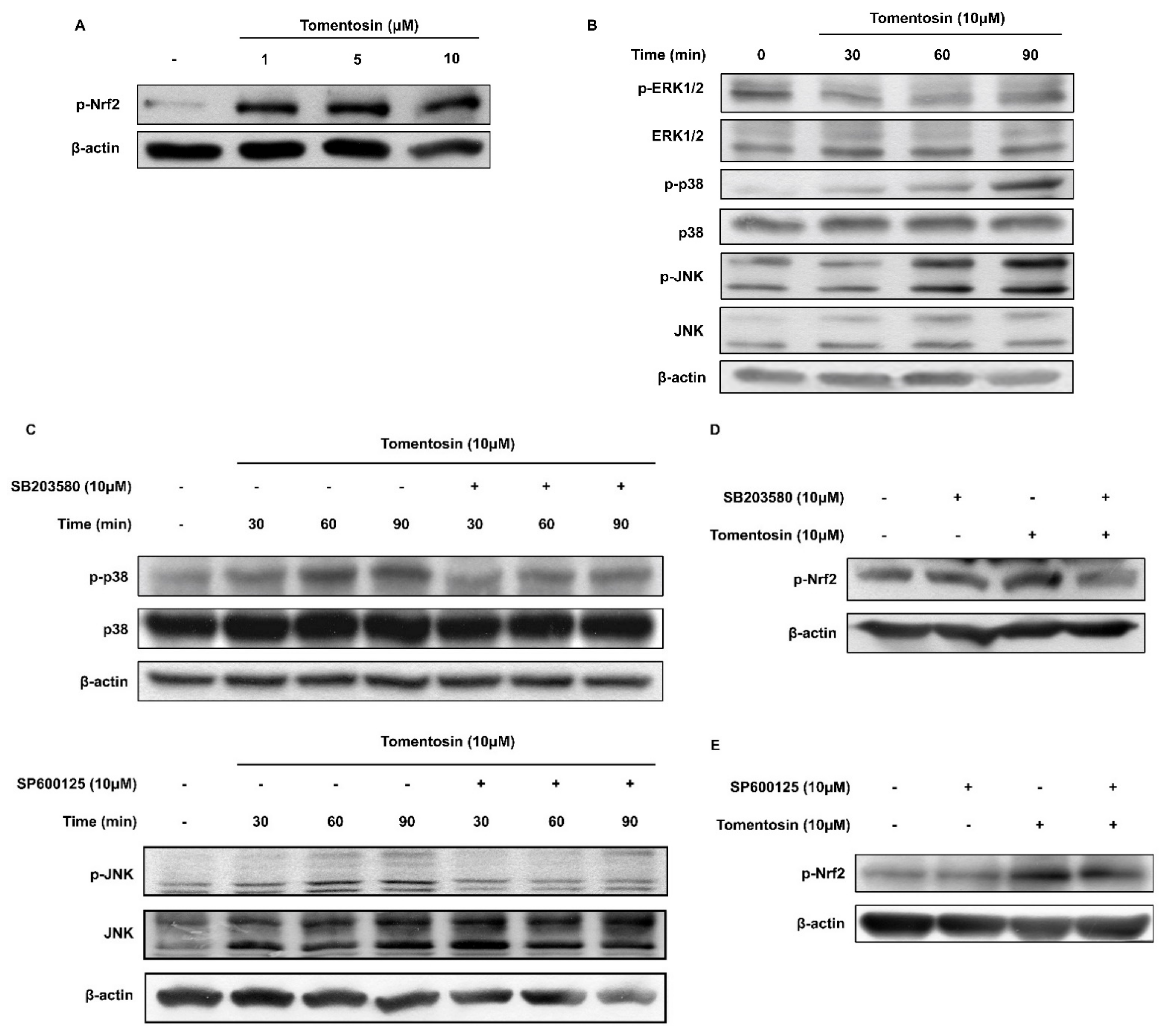 Antioxidants 11 00990 g003