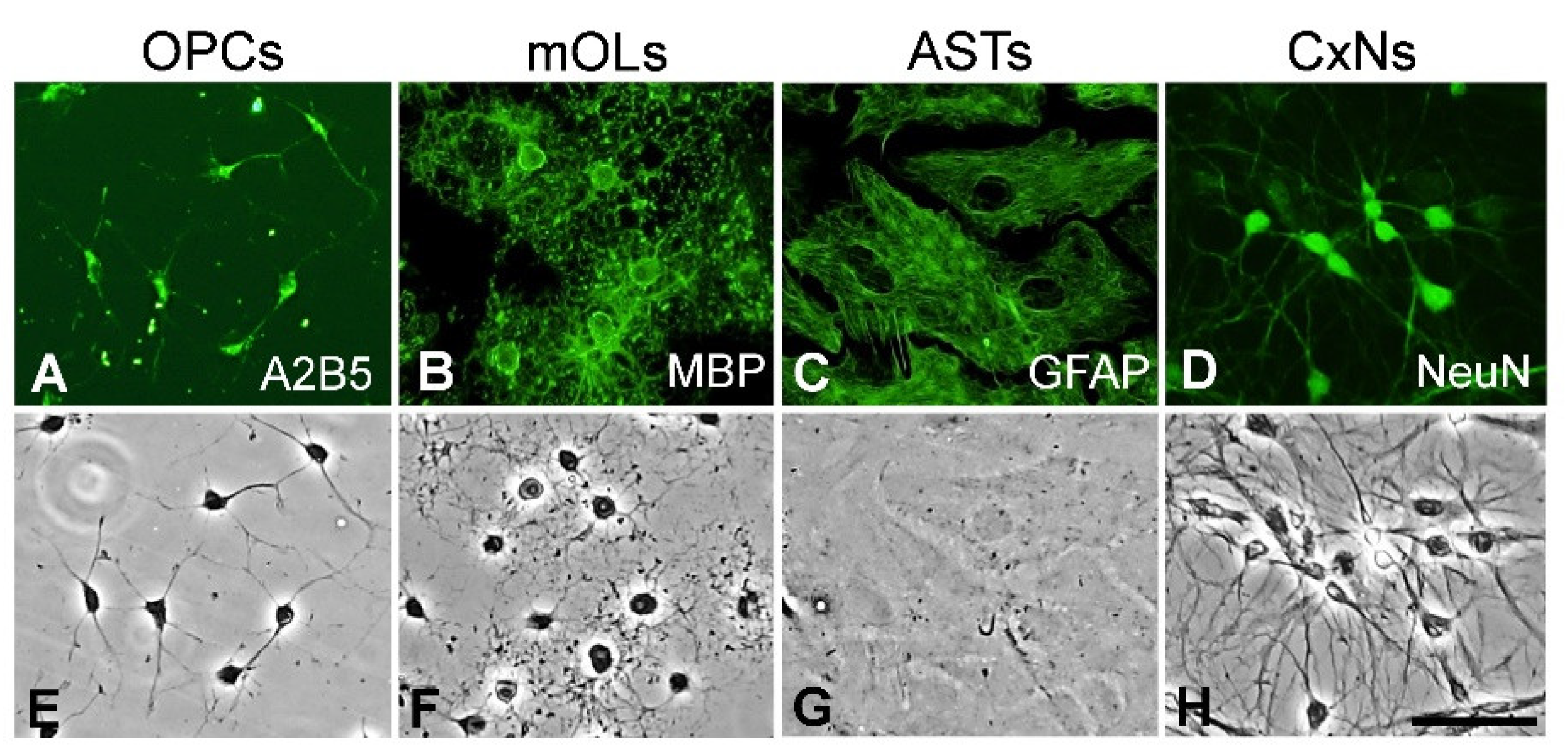 Antioxidants 11 01031 g001