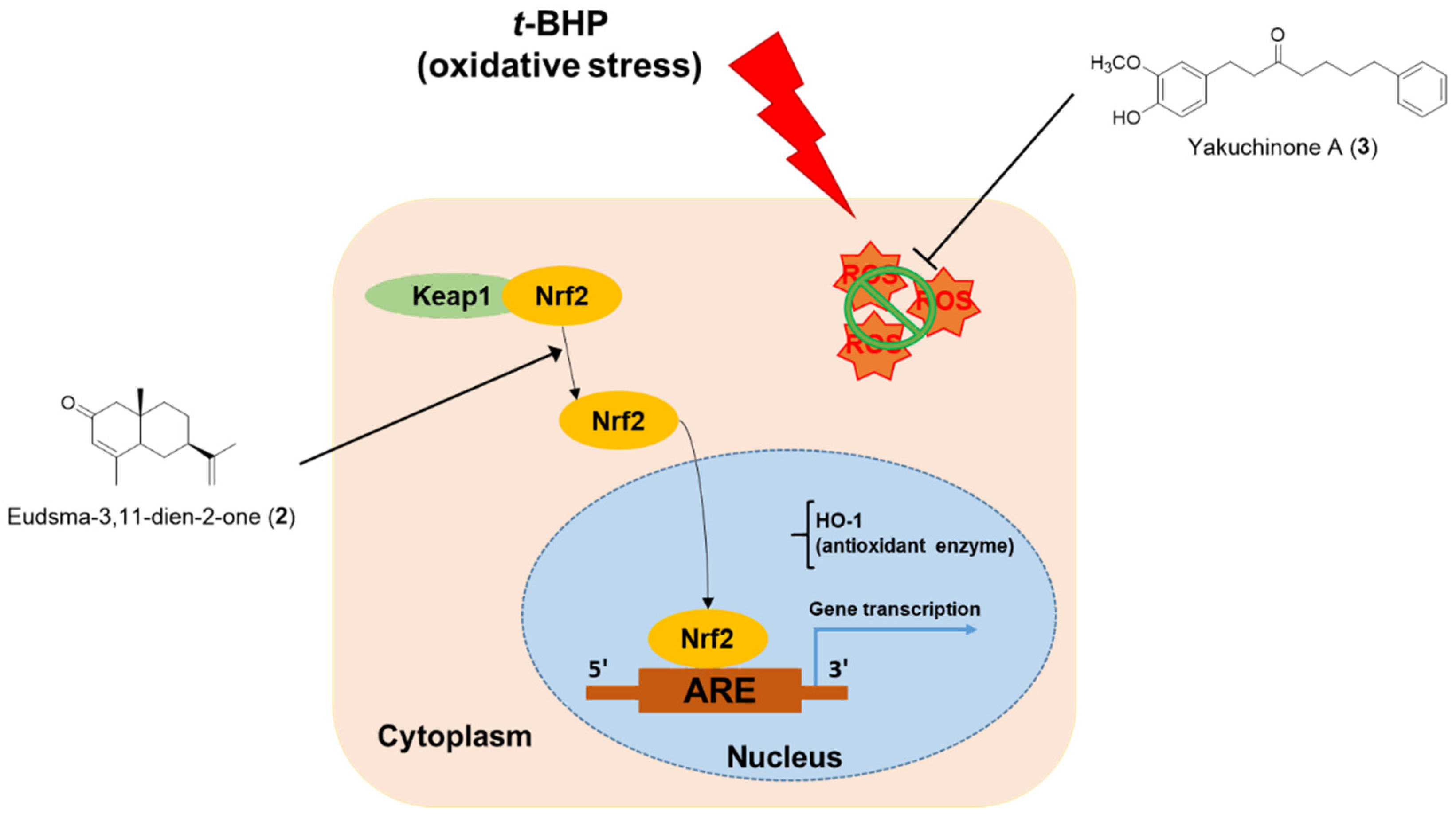 Antioxidants 11 01032 g009