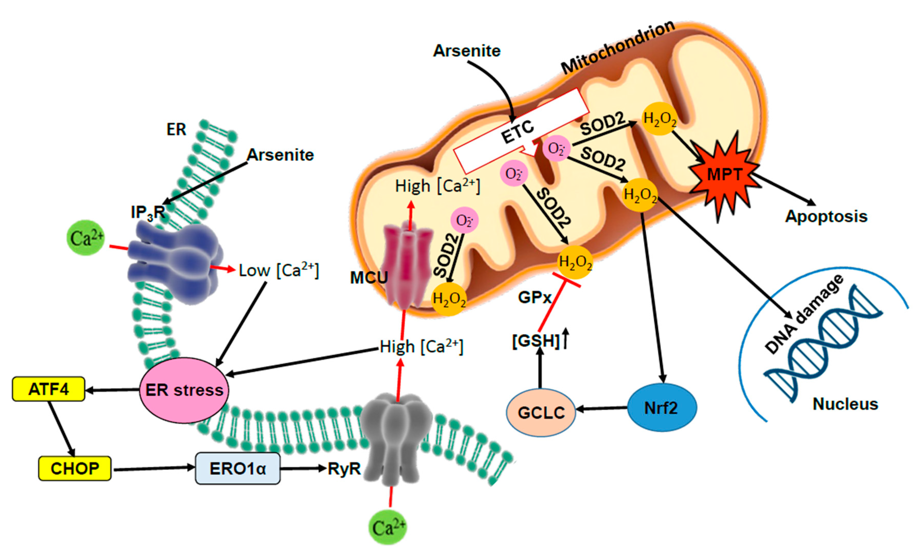 Antioxidants 11 01034 g001