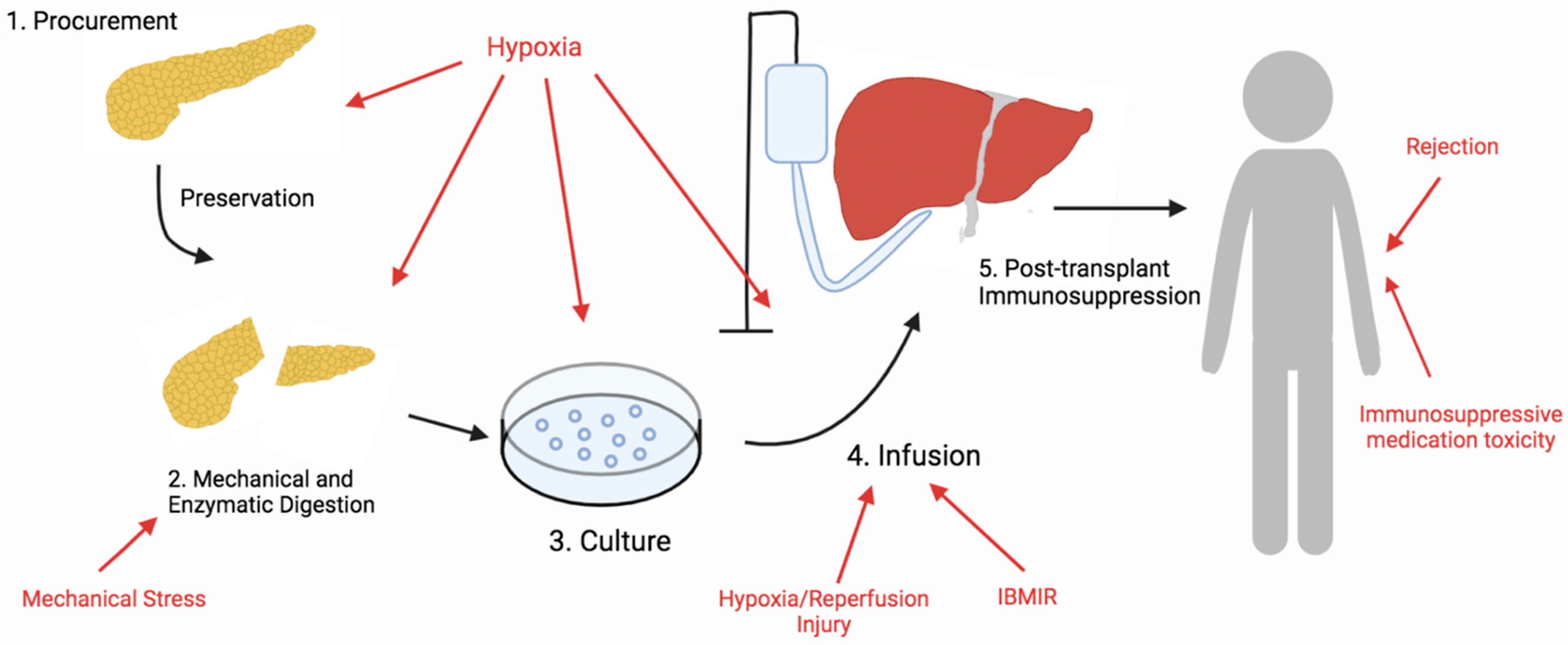 Antioxidants 11 01038 g001 Antioxidants 11 01038 g001