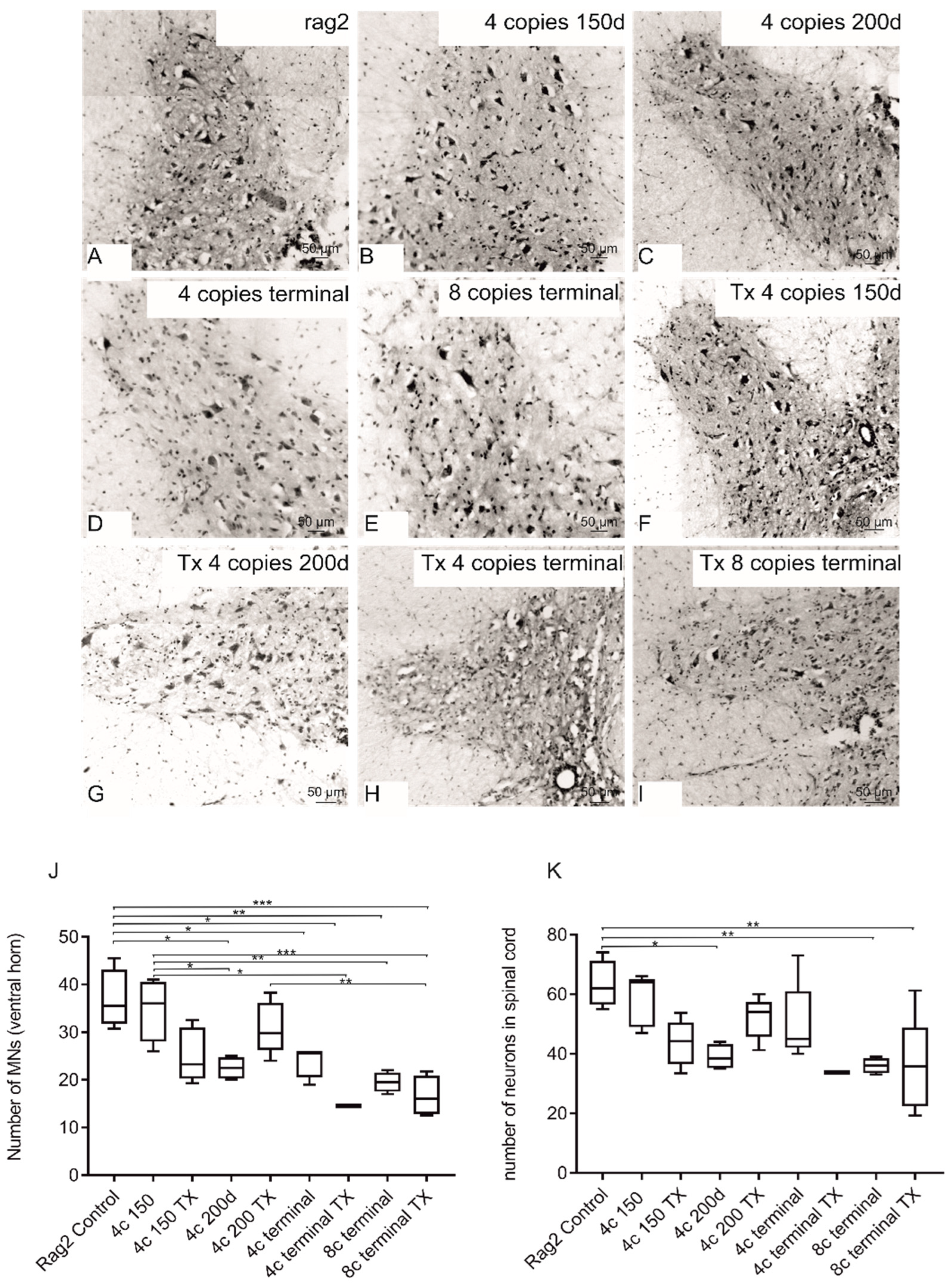 Antioxidants 11 01050 g005 Antioxidants 11 01050 g005