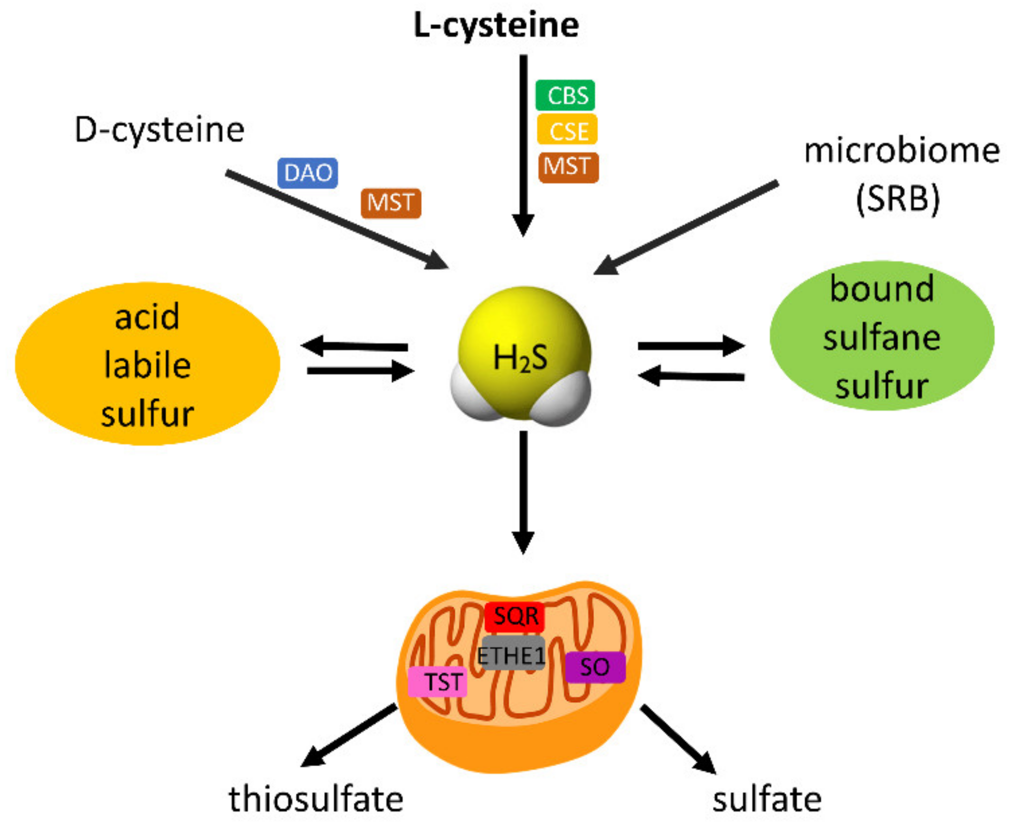 Antioxidants 11 01053 g004 550
