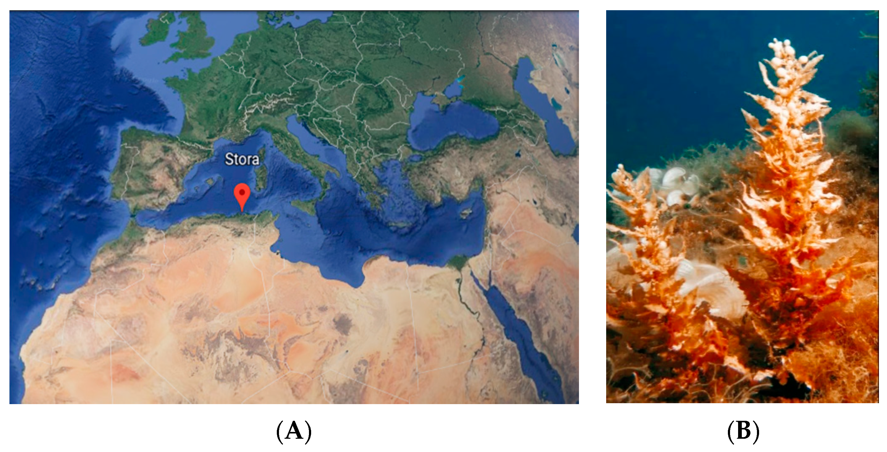 Antioxidants 11 01055 g001
