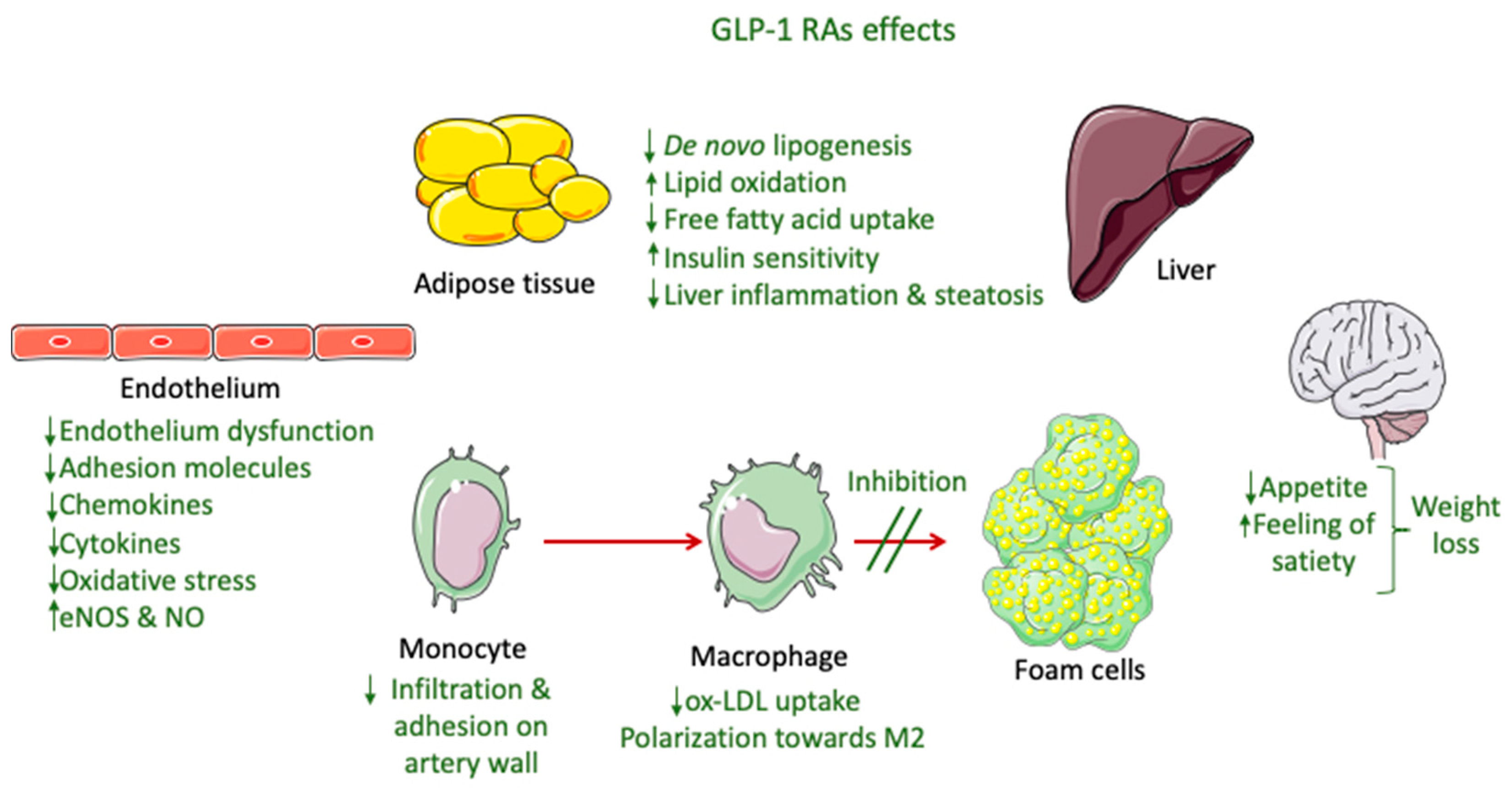 Antioxidants 11 01060 g002 550