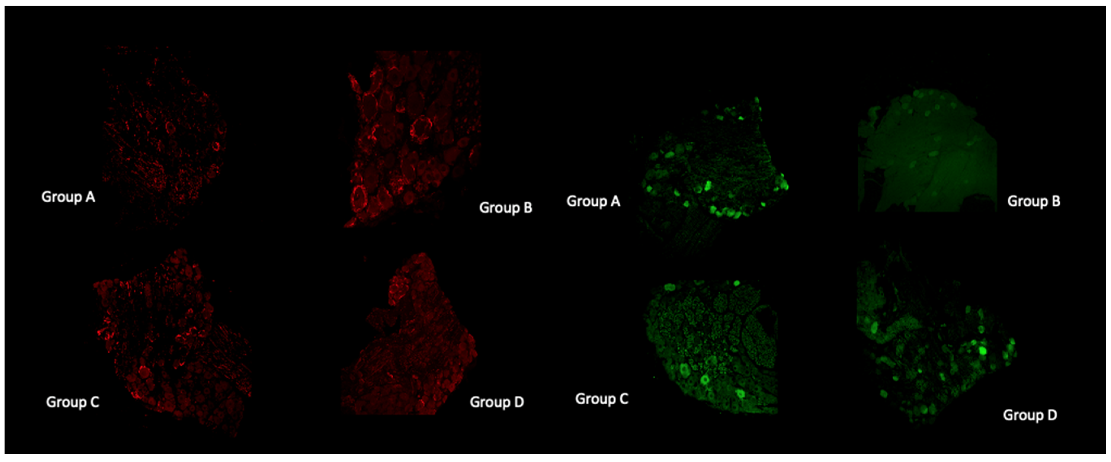 Antioxidants 11 01062 g005 Antioxidants 11 01062 g005