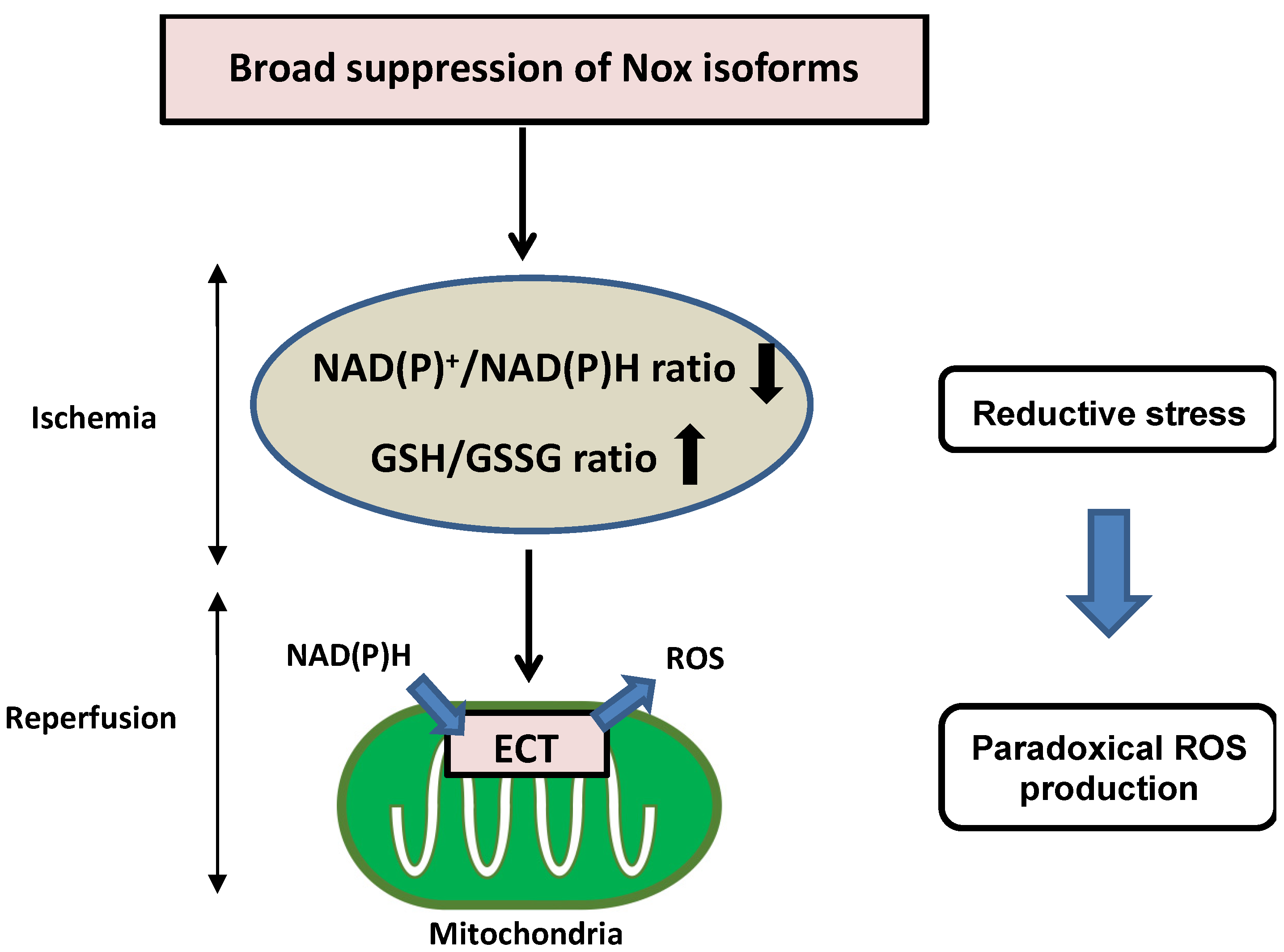 Antioxidants 11 01069 g003