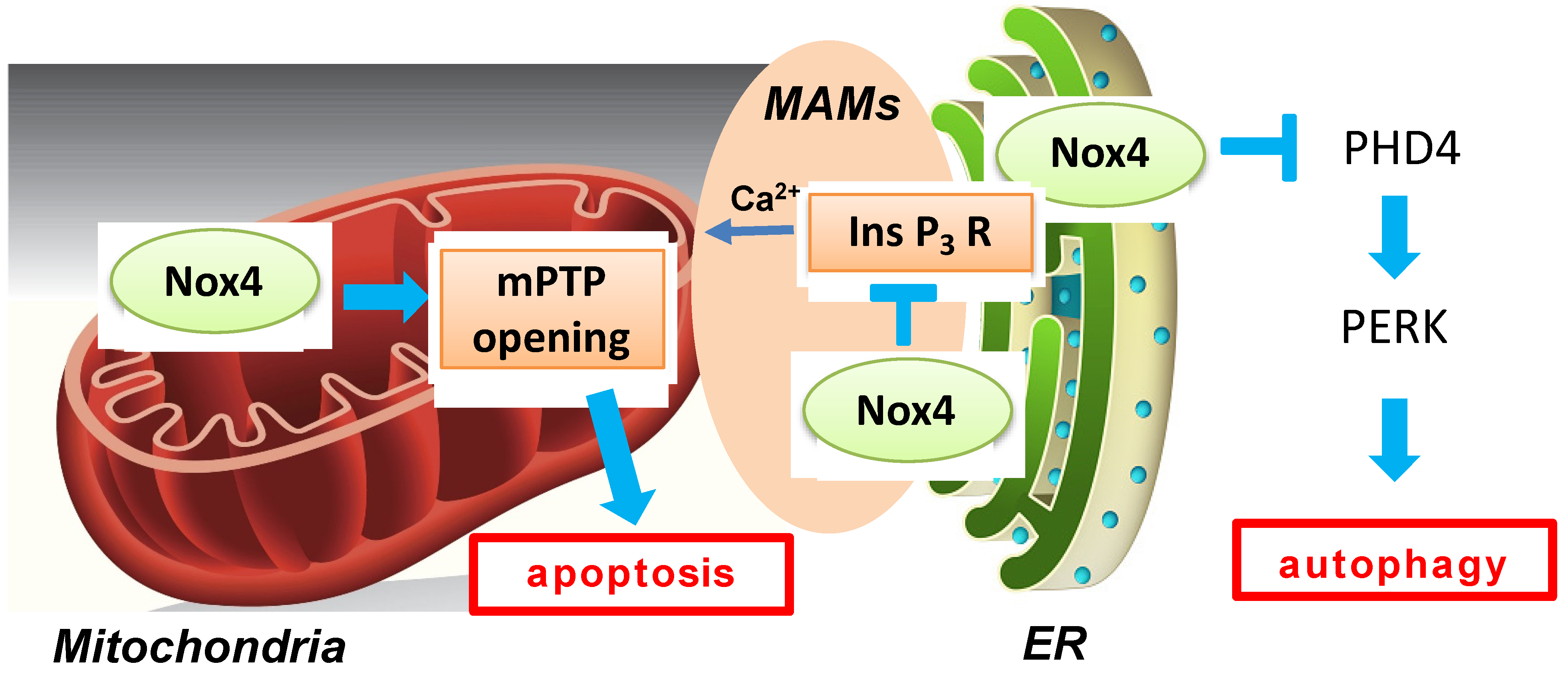 Antioxidants 11 01069 g004