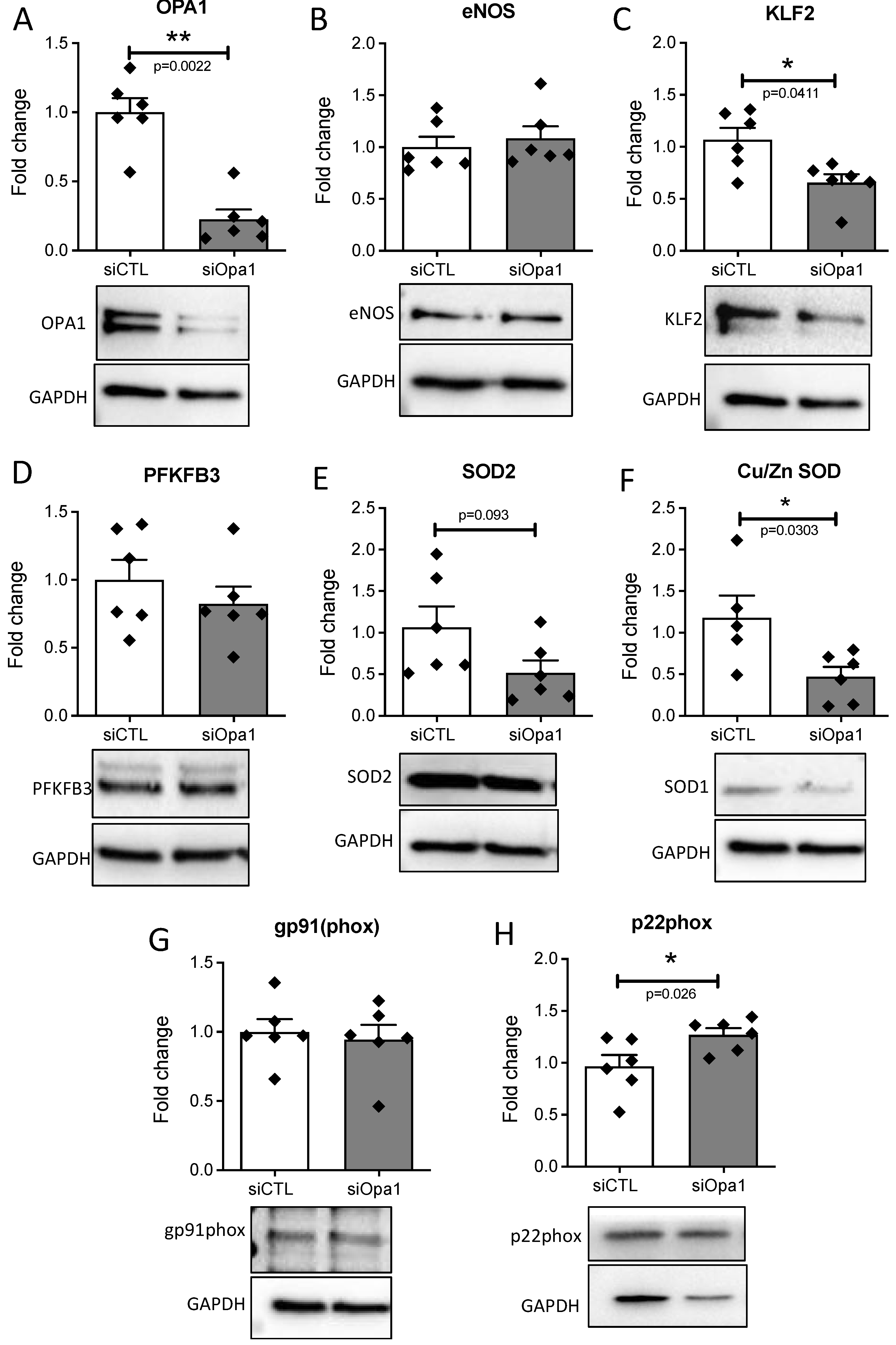 Antioxidants 11 01078 g002 Antioxidants 11 01078 g002