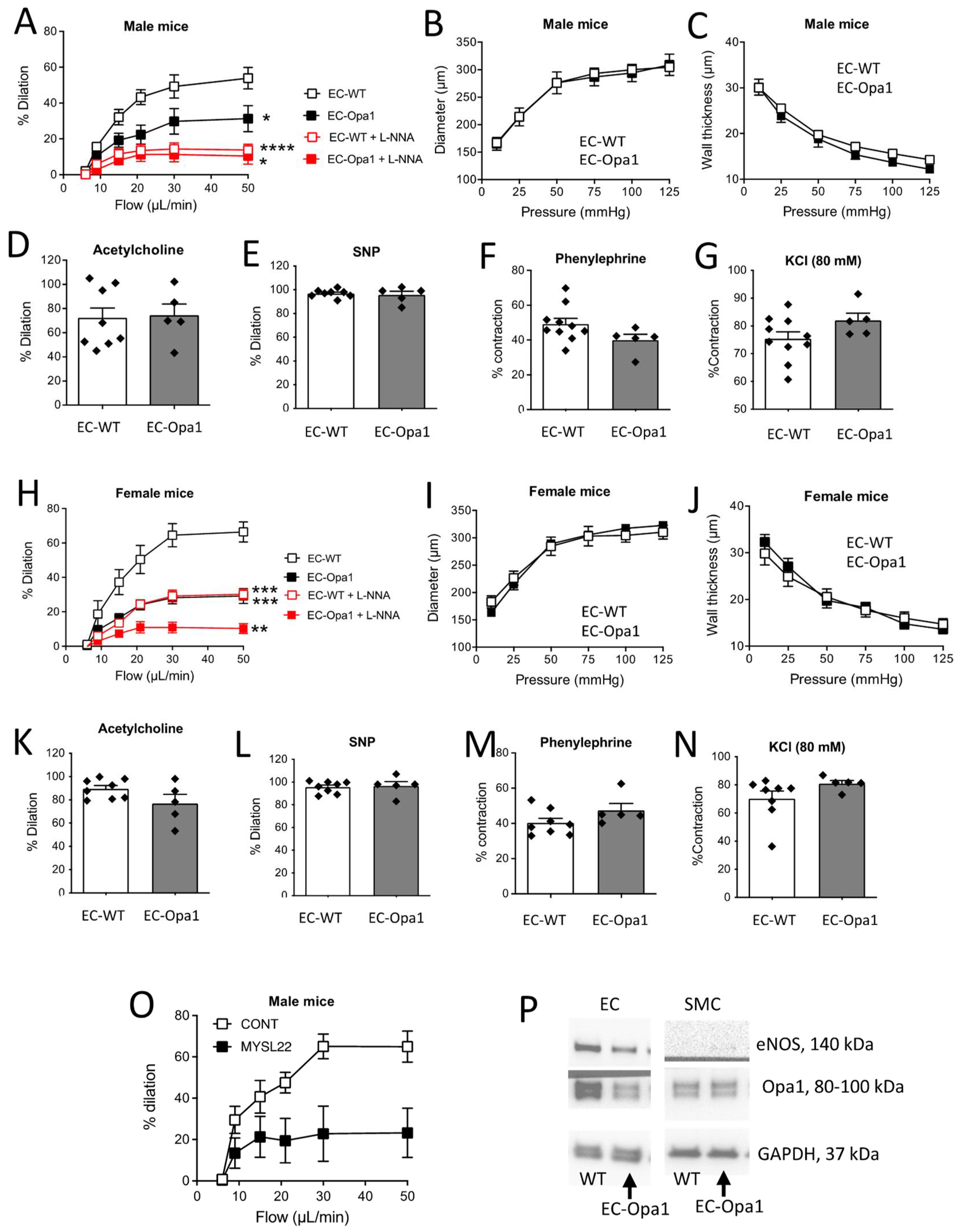 Antioxidants 11 01078 g004 Antioxidants 11 01078 g004