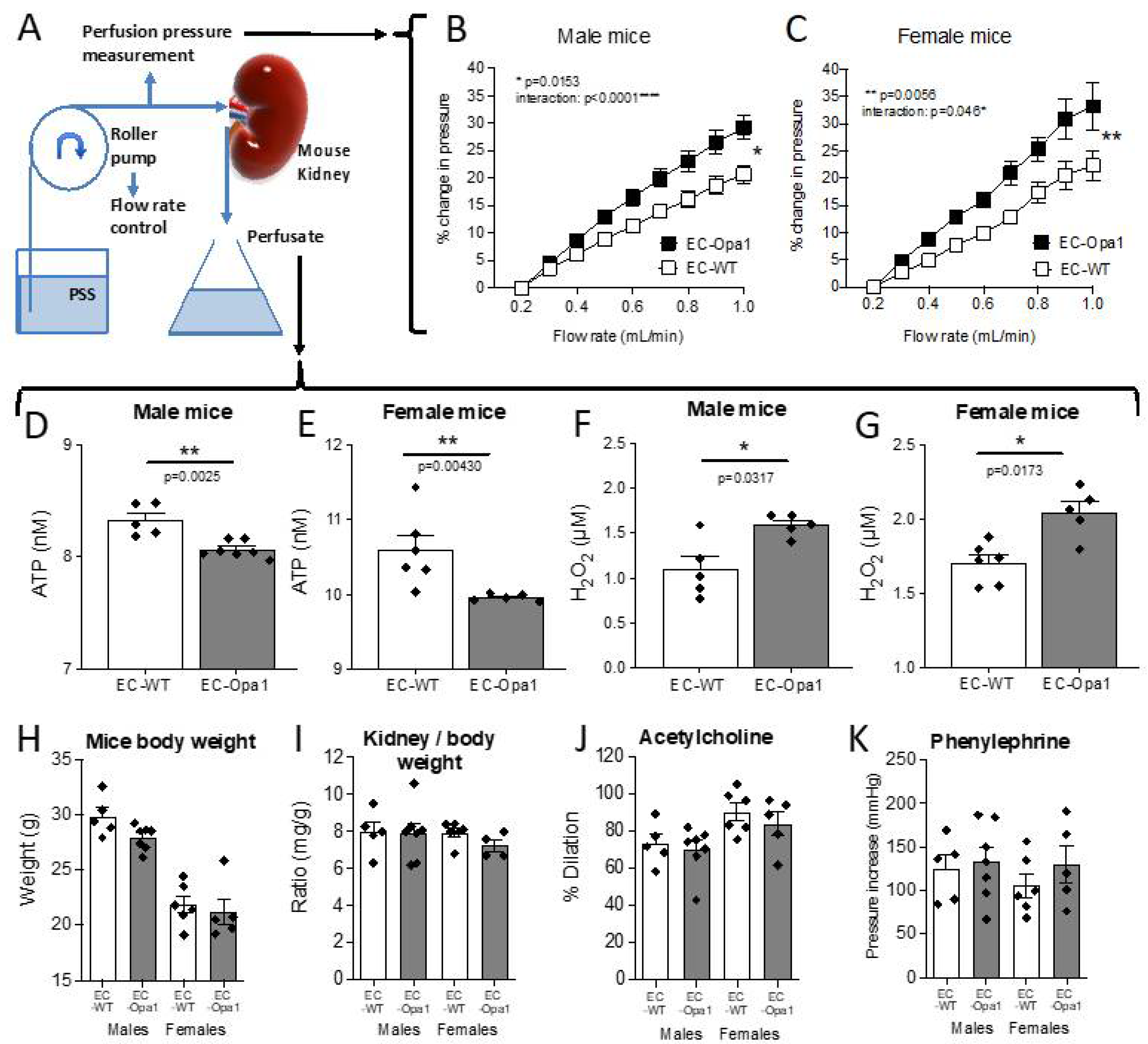 Antioxidants 11 01078 g006 Antioxidants 11 01078 g006