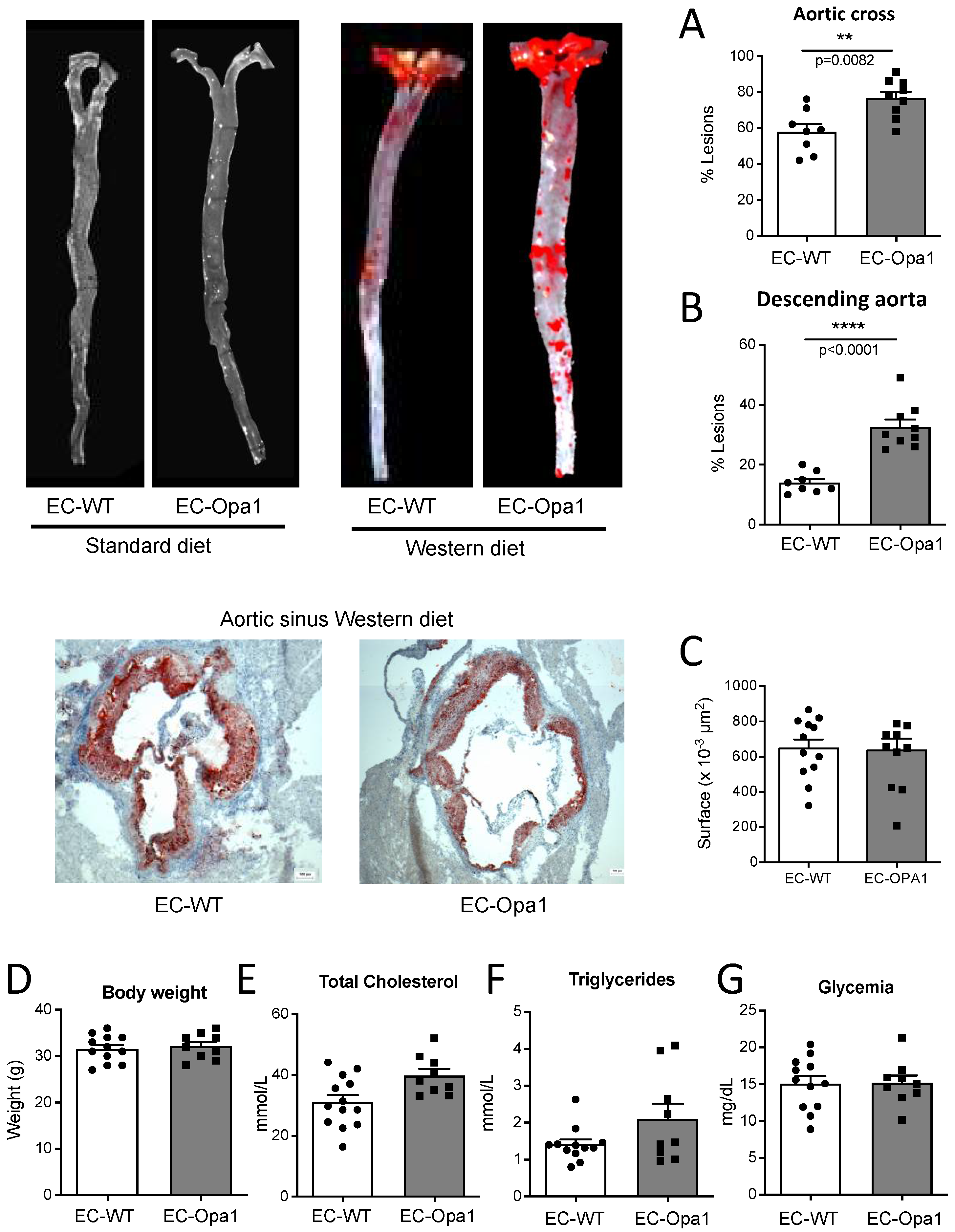 Antioxidants 11 01078 g009 Antioxidants 11 01078 g009