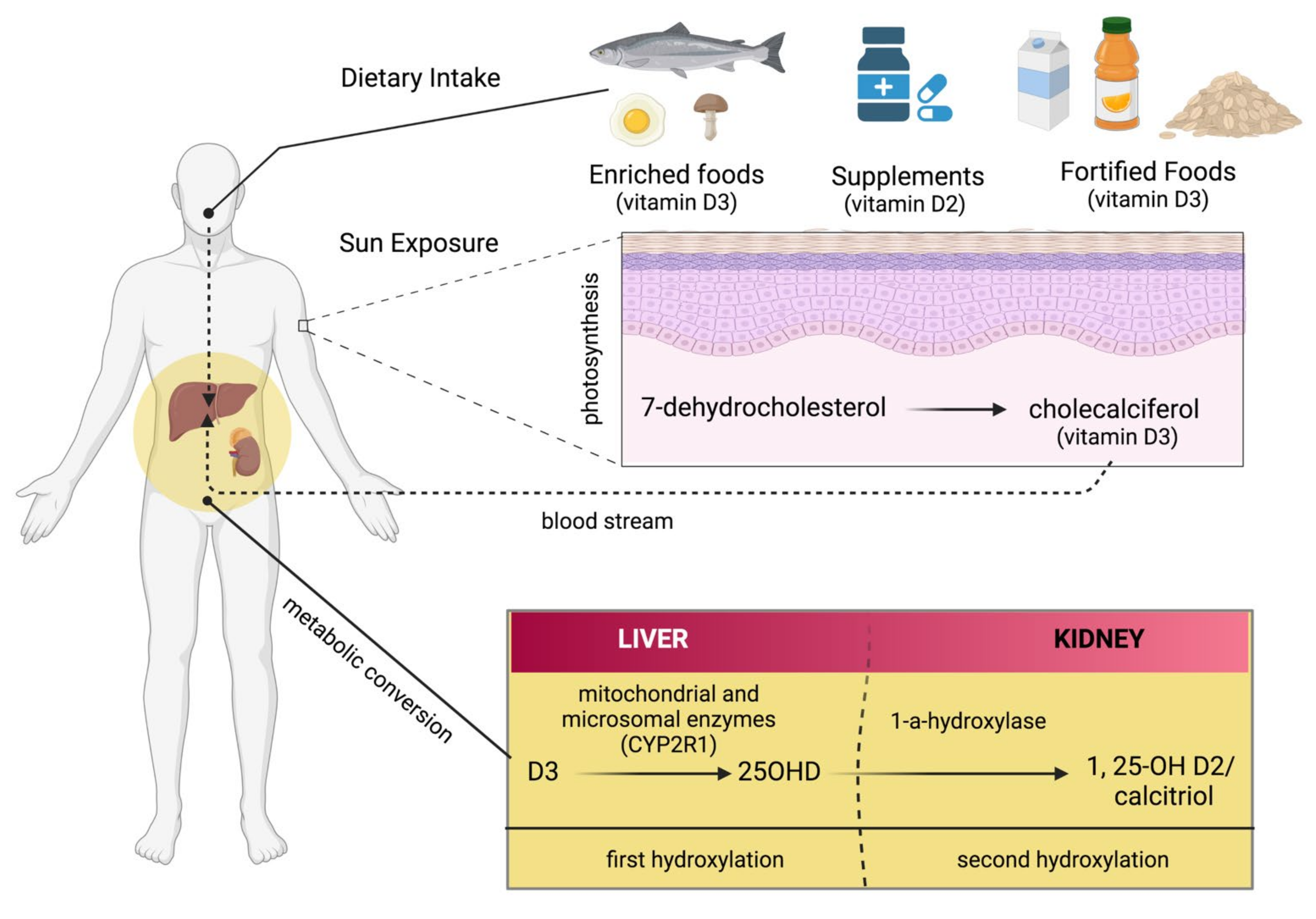 Antioxidants 11 01090 g002 Antioxidants 11 01090 g002