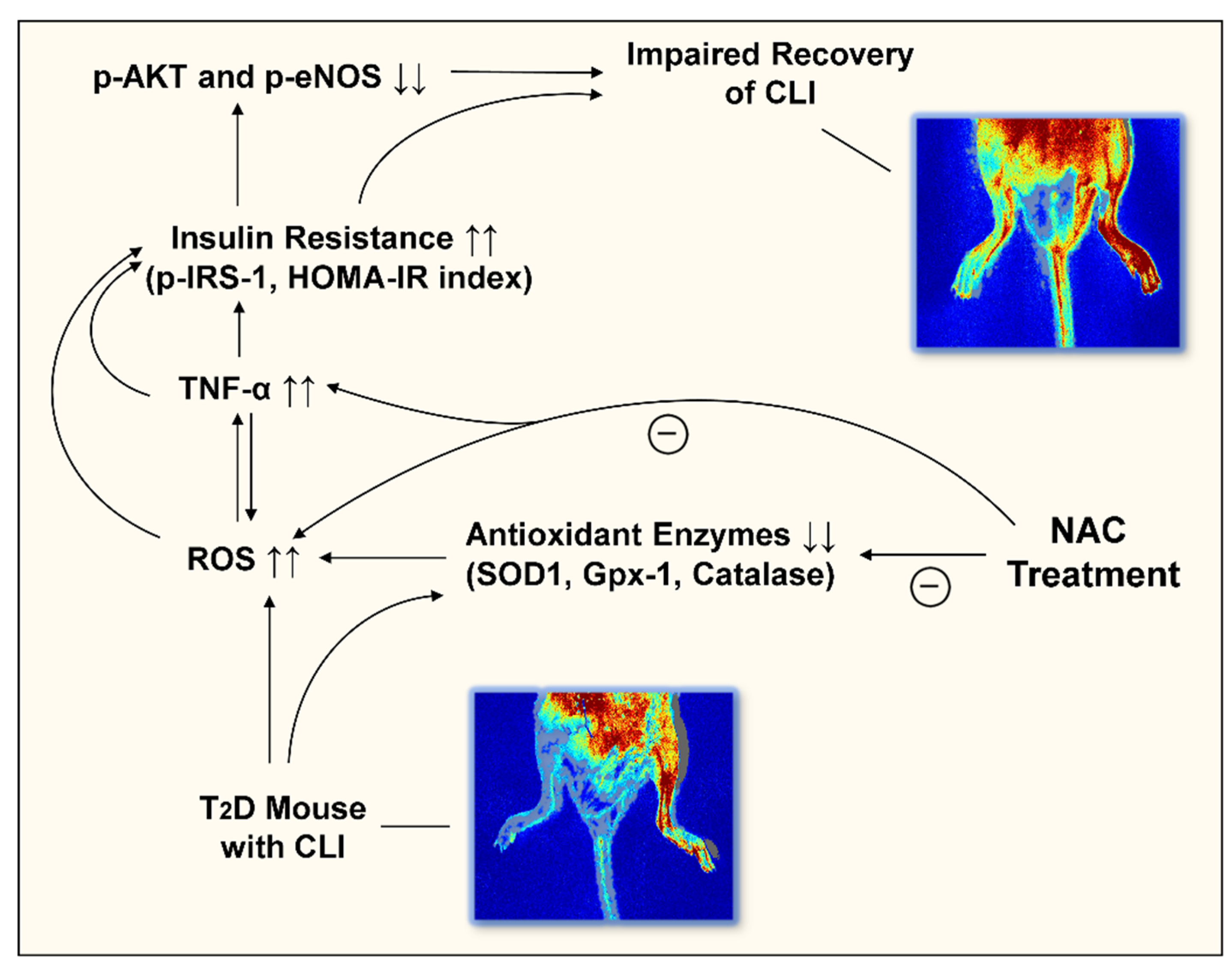 Antioxidants 11 01097 g008 550