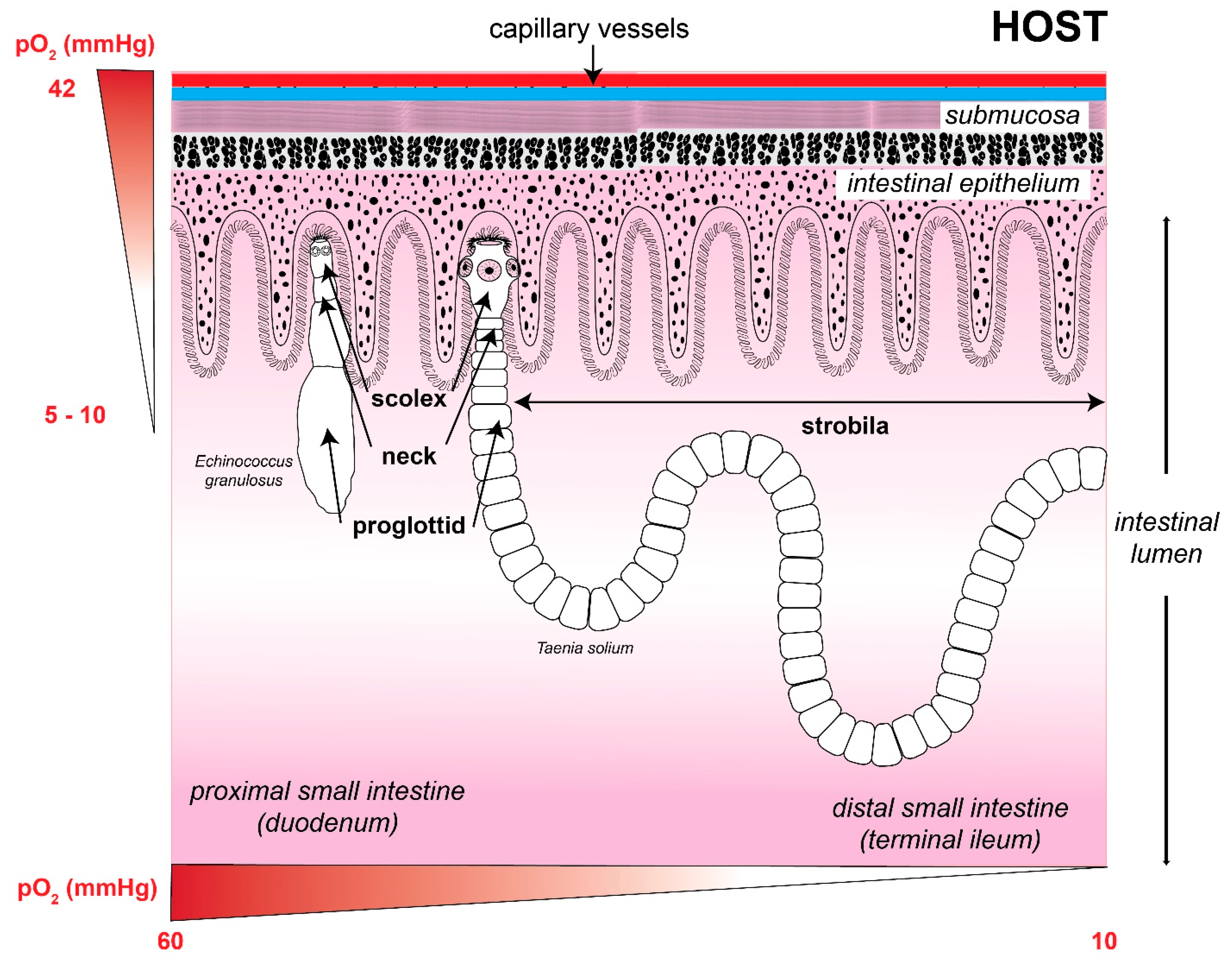 Antioxidants 11 01102 g002 Antioxidants 11 01102 g002