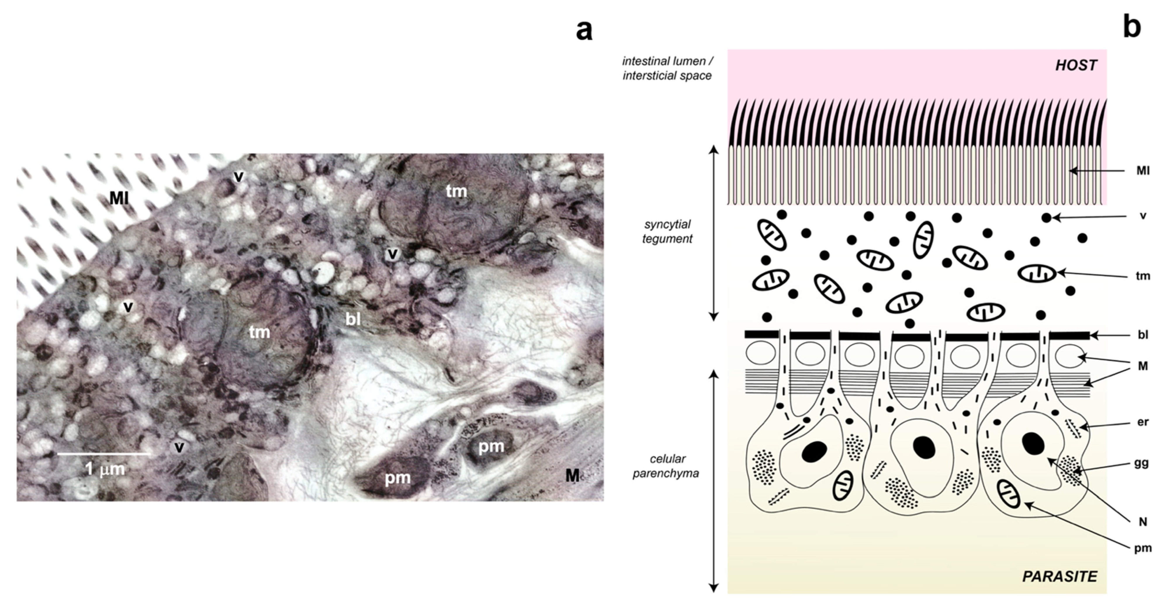 Antioxidants 11 01102 g003 Antioxidants 11 01102 g003