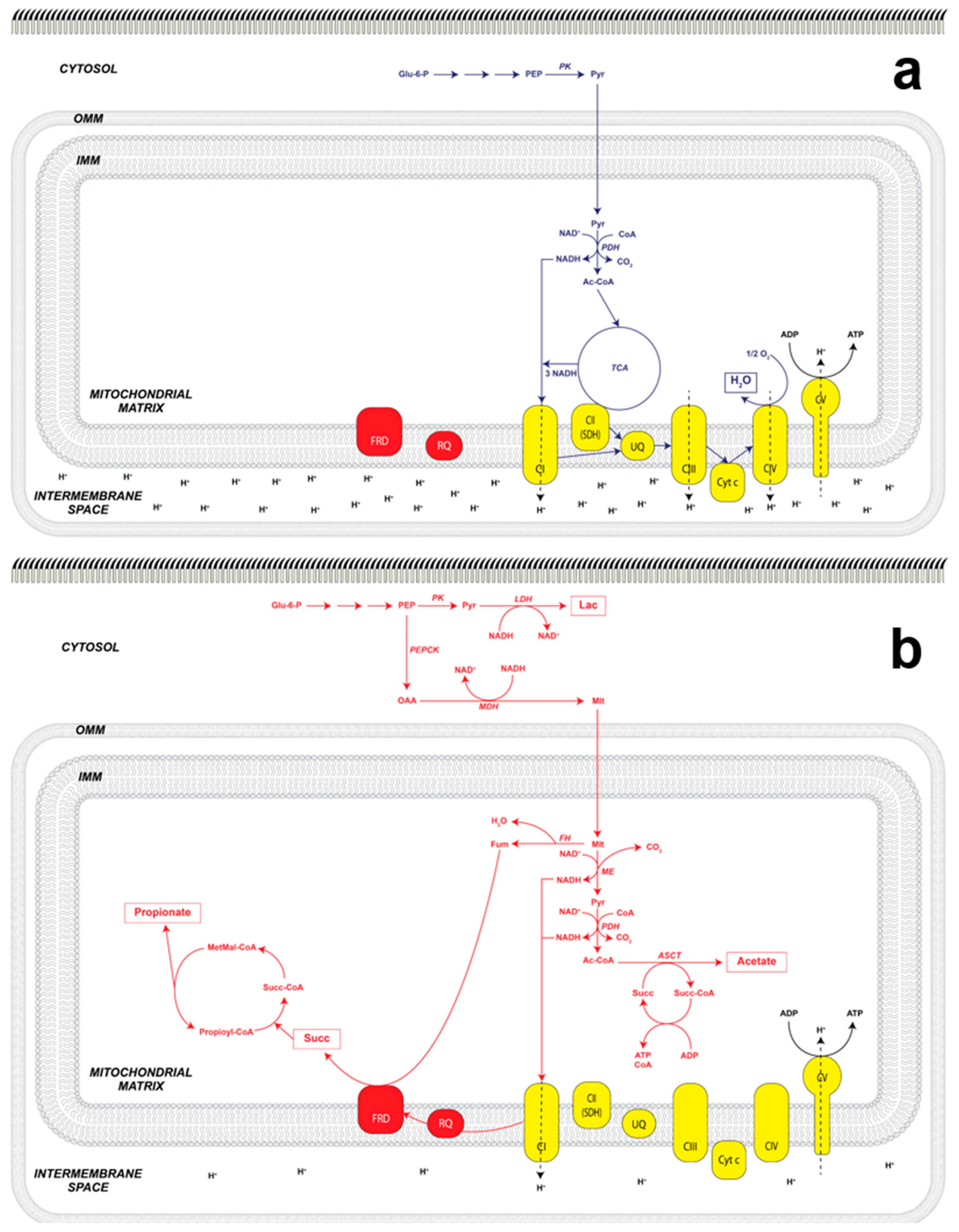 Antioxidants 11 01102 g004 Antioxidants 11 01102 g004