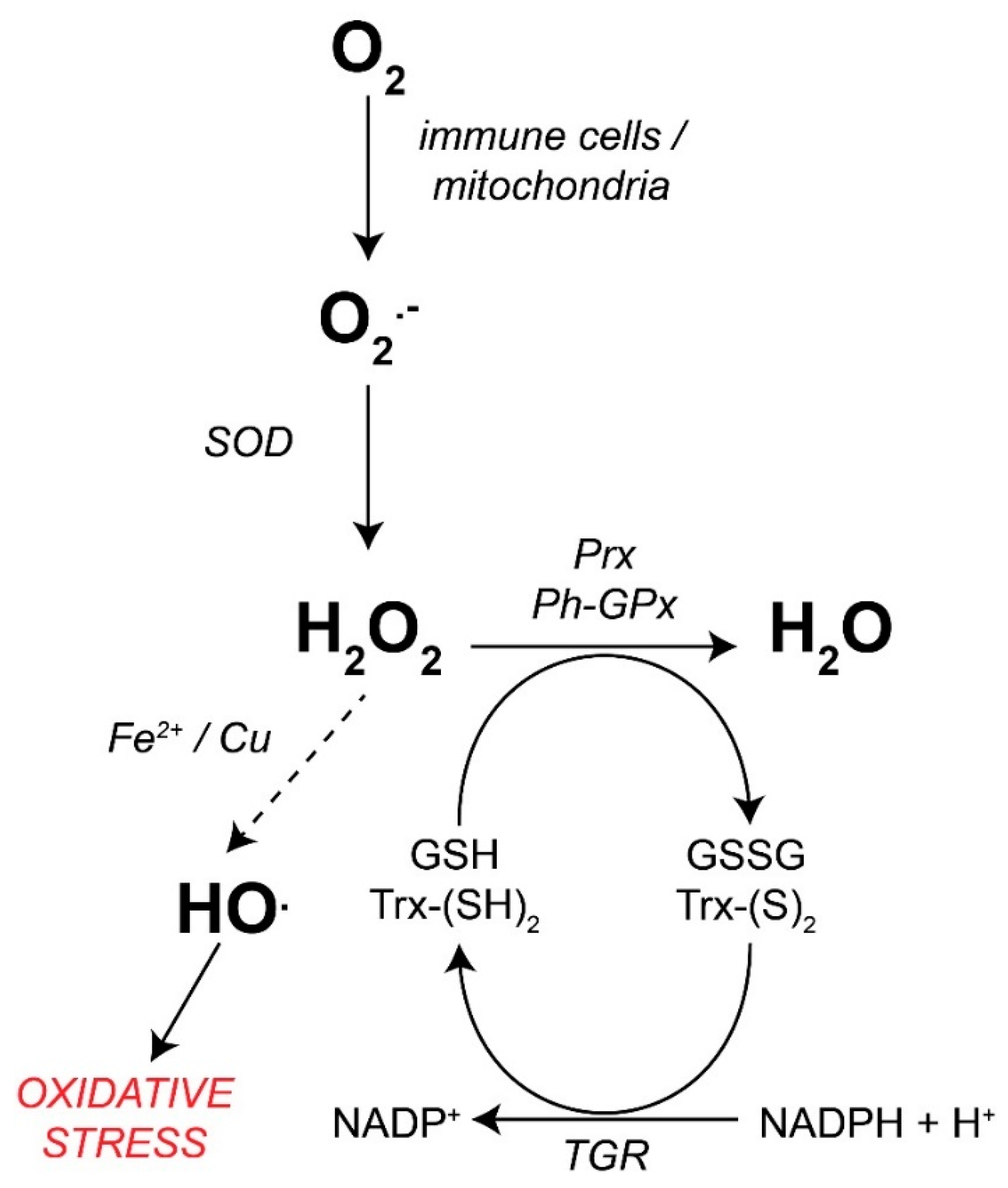 Antioxidants 11 01102 g005 Antioxidants 11 01102 g005
