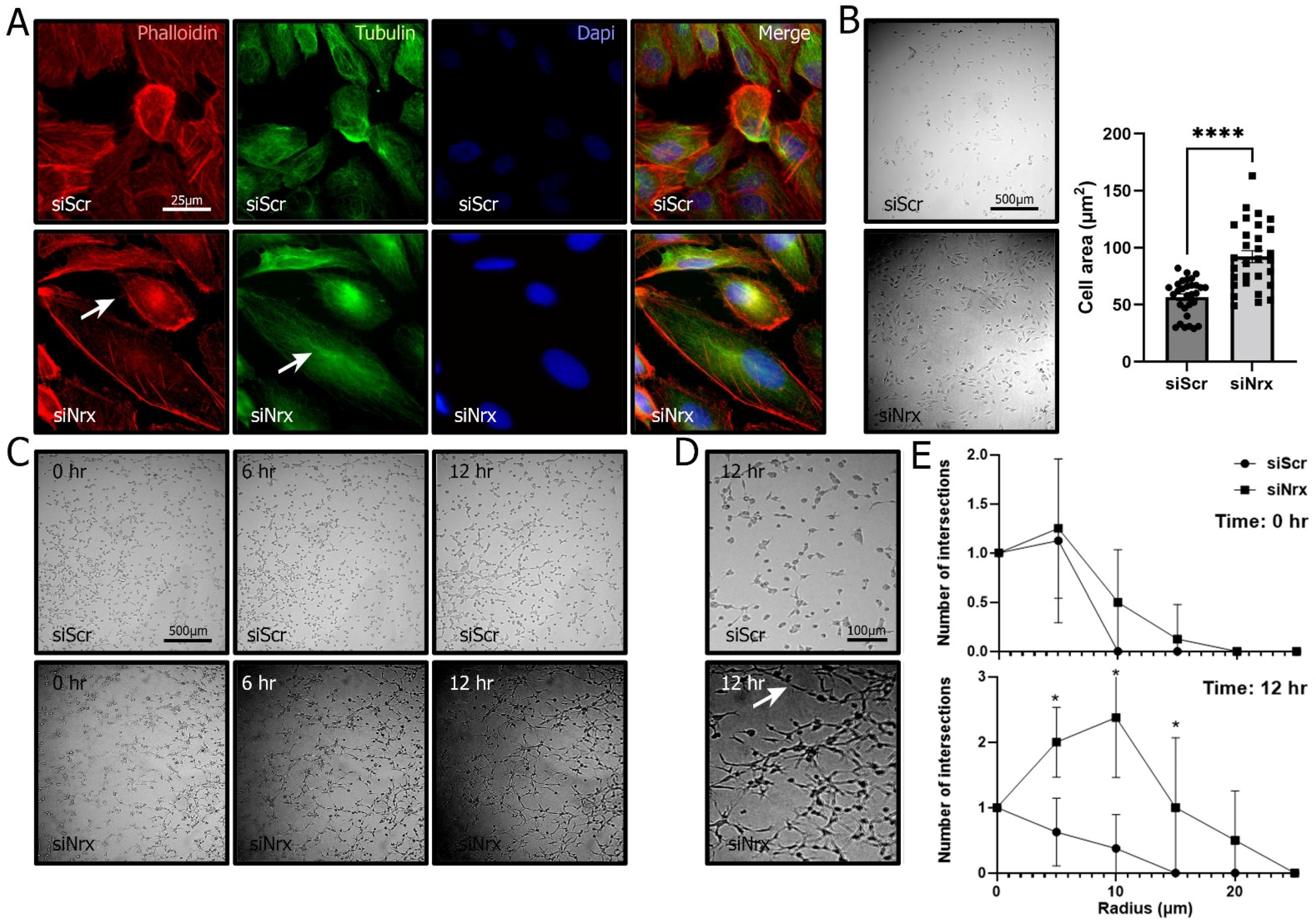 Antioxidants 11 01106 g004 550