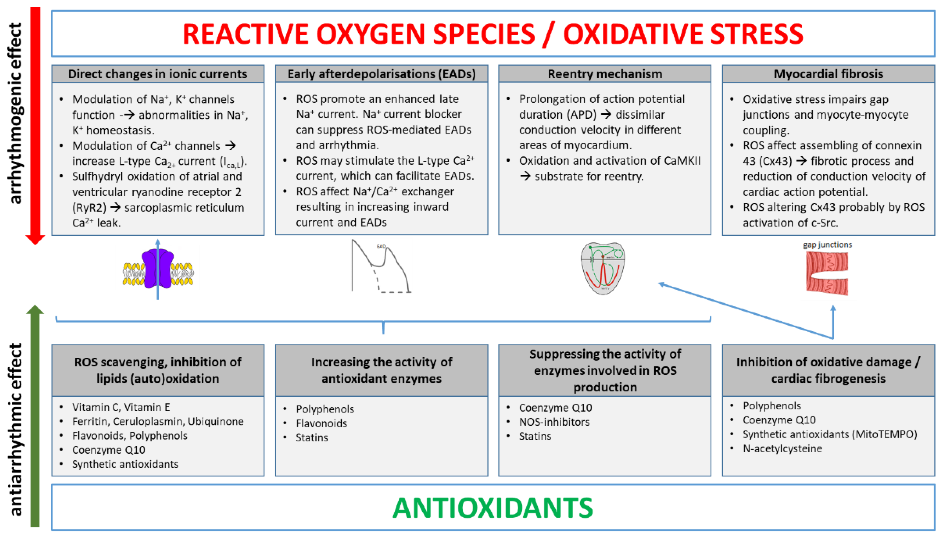 Antioxidants 11 01109 g001 Antioxidants 11 01109 g001
