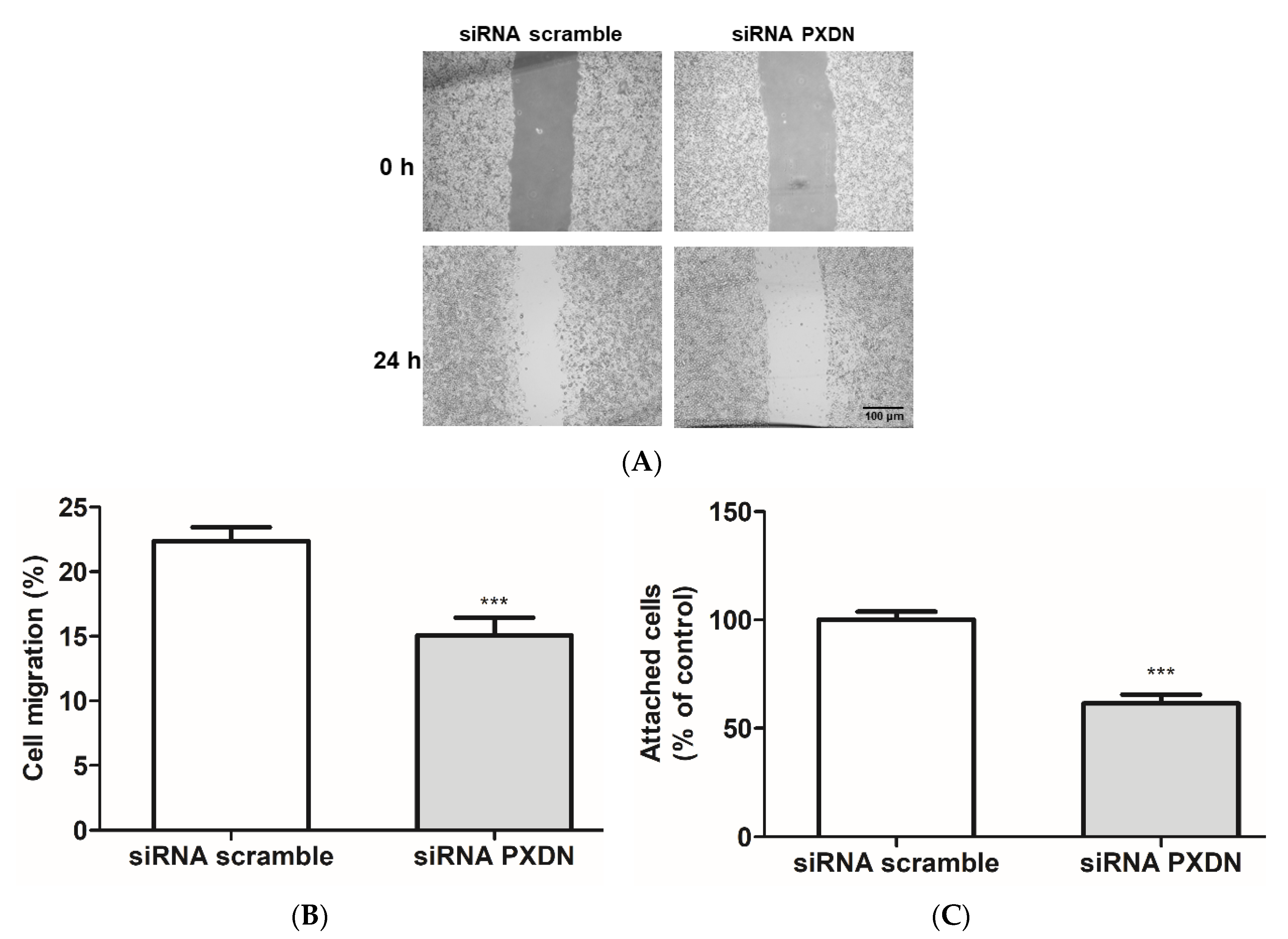 Antioxidants 11 01117 g007 550
