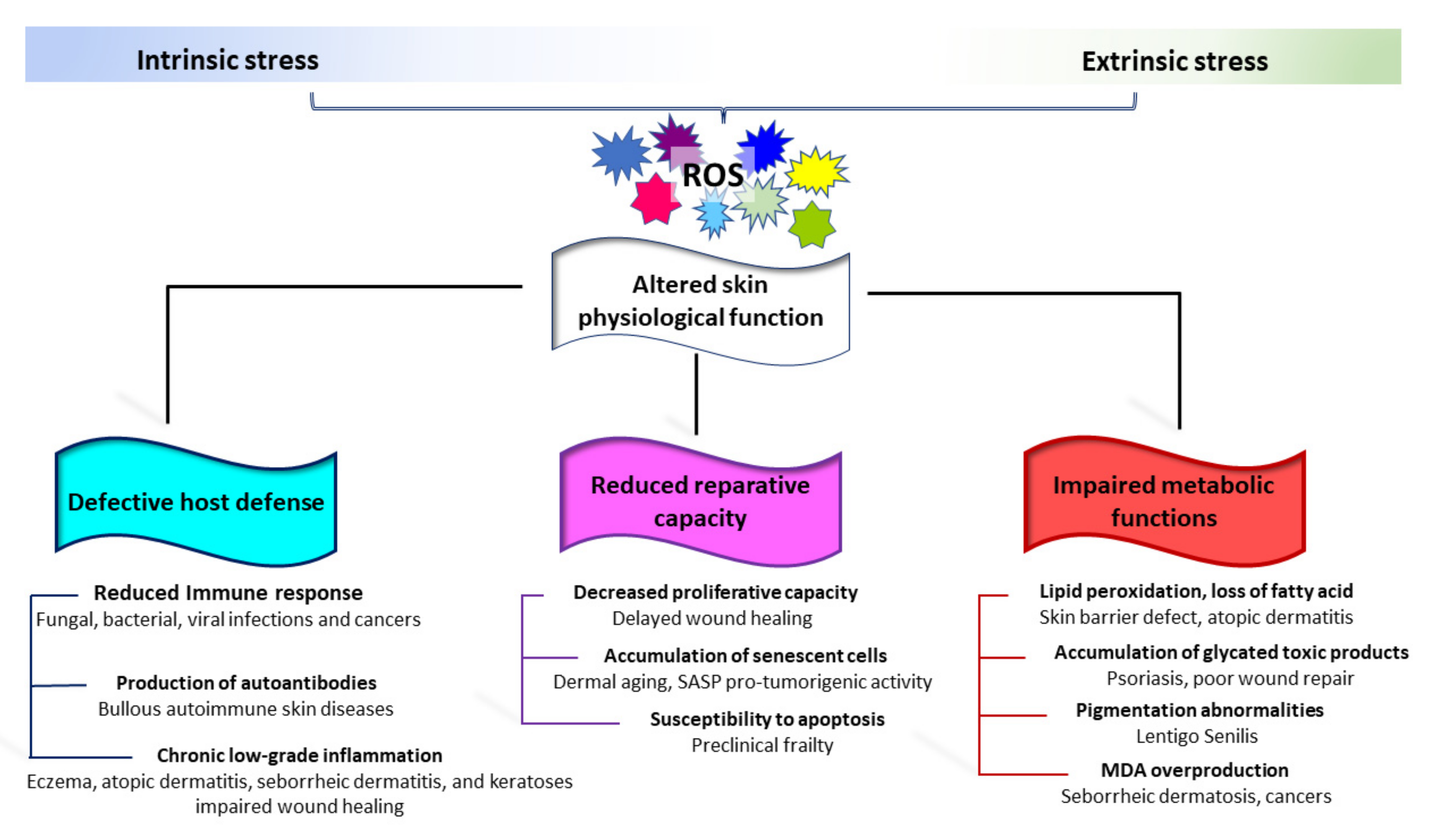 Antioxidants 11 01121 g004