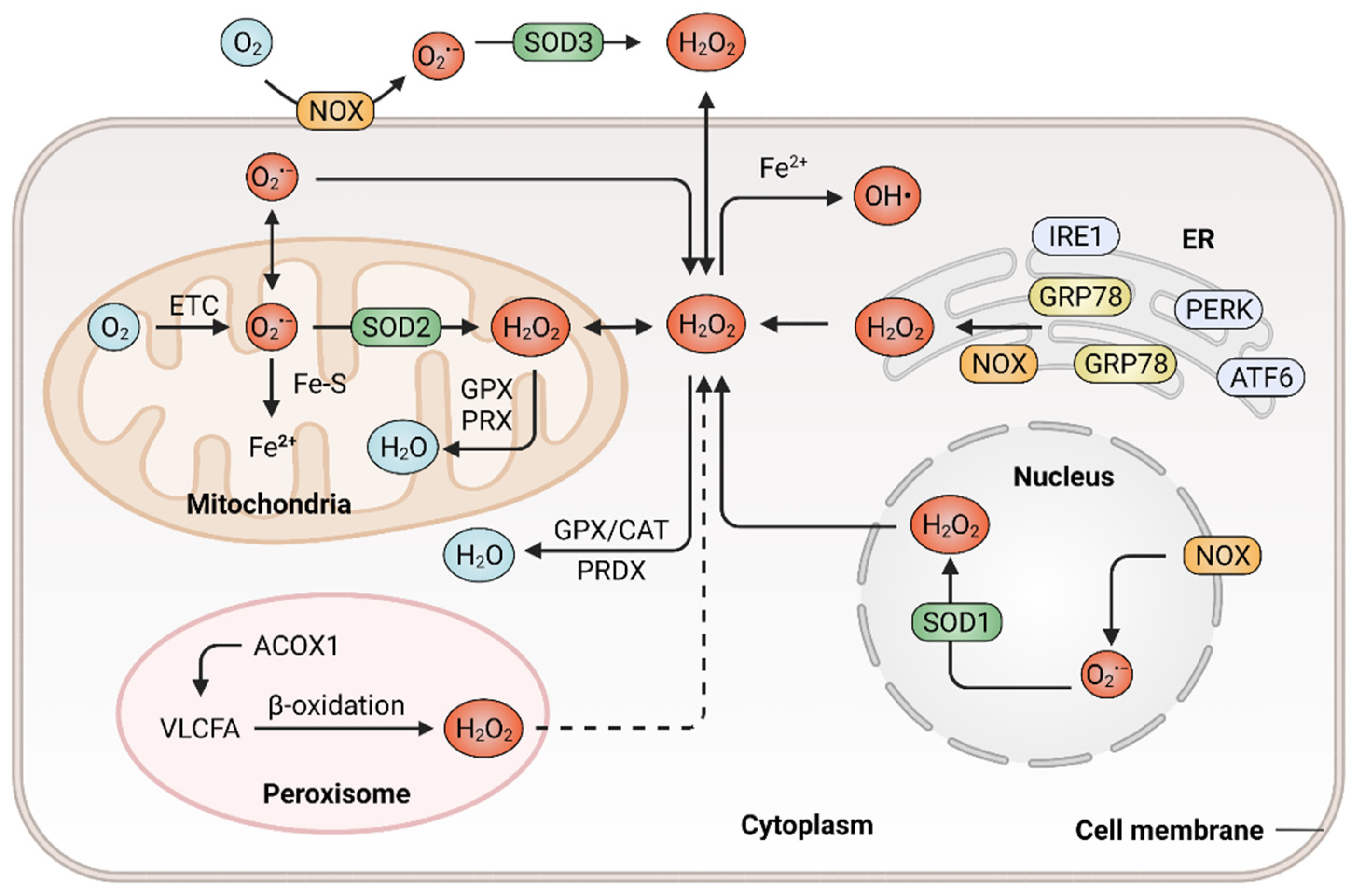 Antioxidants, Free Full-Text