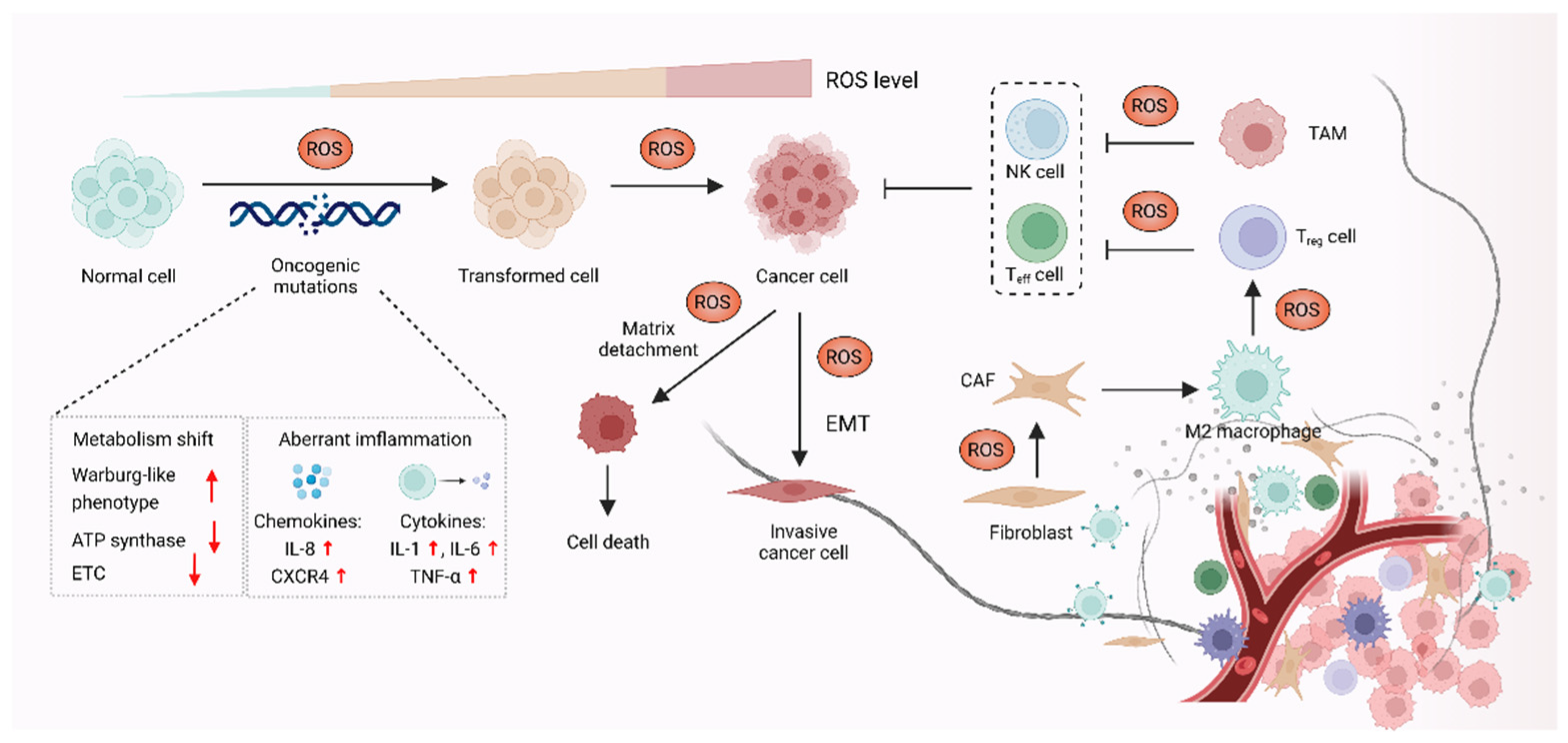 Antioxidants Free FullText Antioxidant Therapy in Cancer
