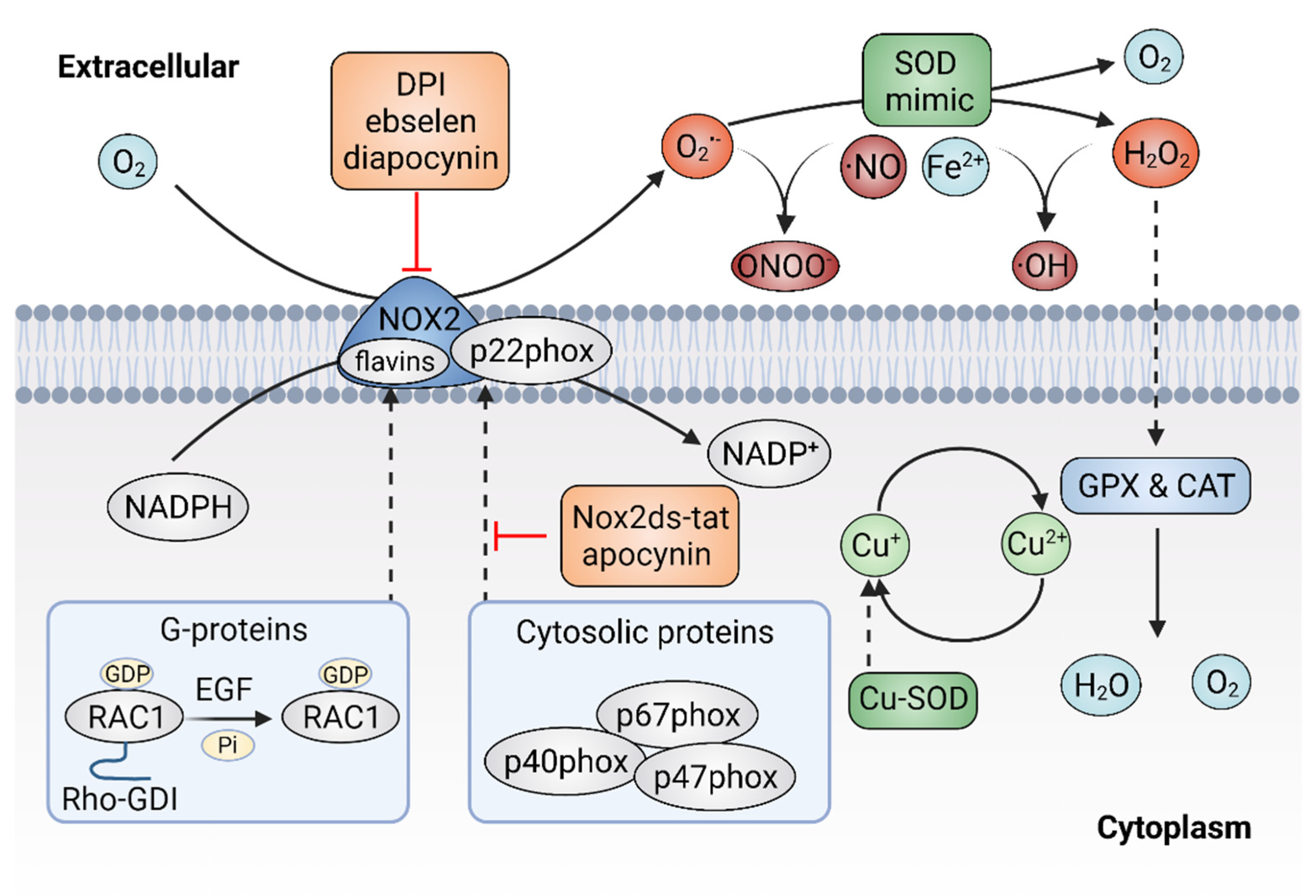 Antioxidants 11 01128 g004 Antioxidants 11 01128 g004