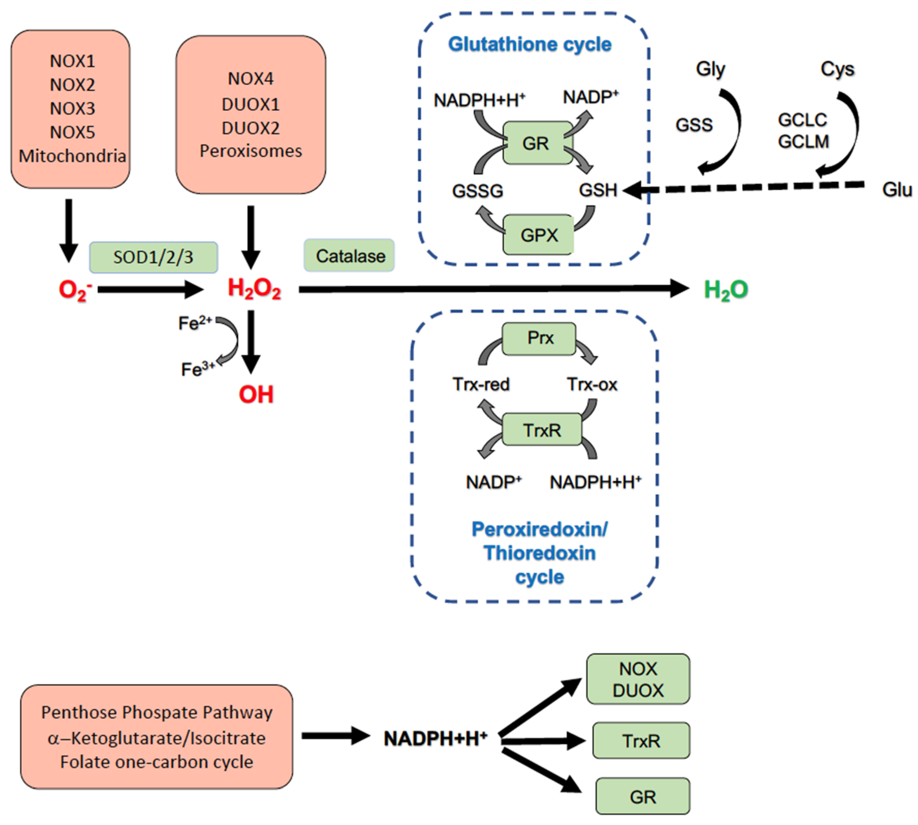 Antioxidants Free Full Text Nadph Oxidases Connecting Fatty Liver Disease Insulin Resistance And Type 2 Diabetes Current Knowledge And Therapeutic Outlook Html