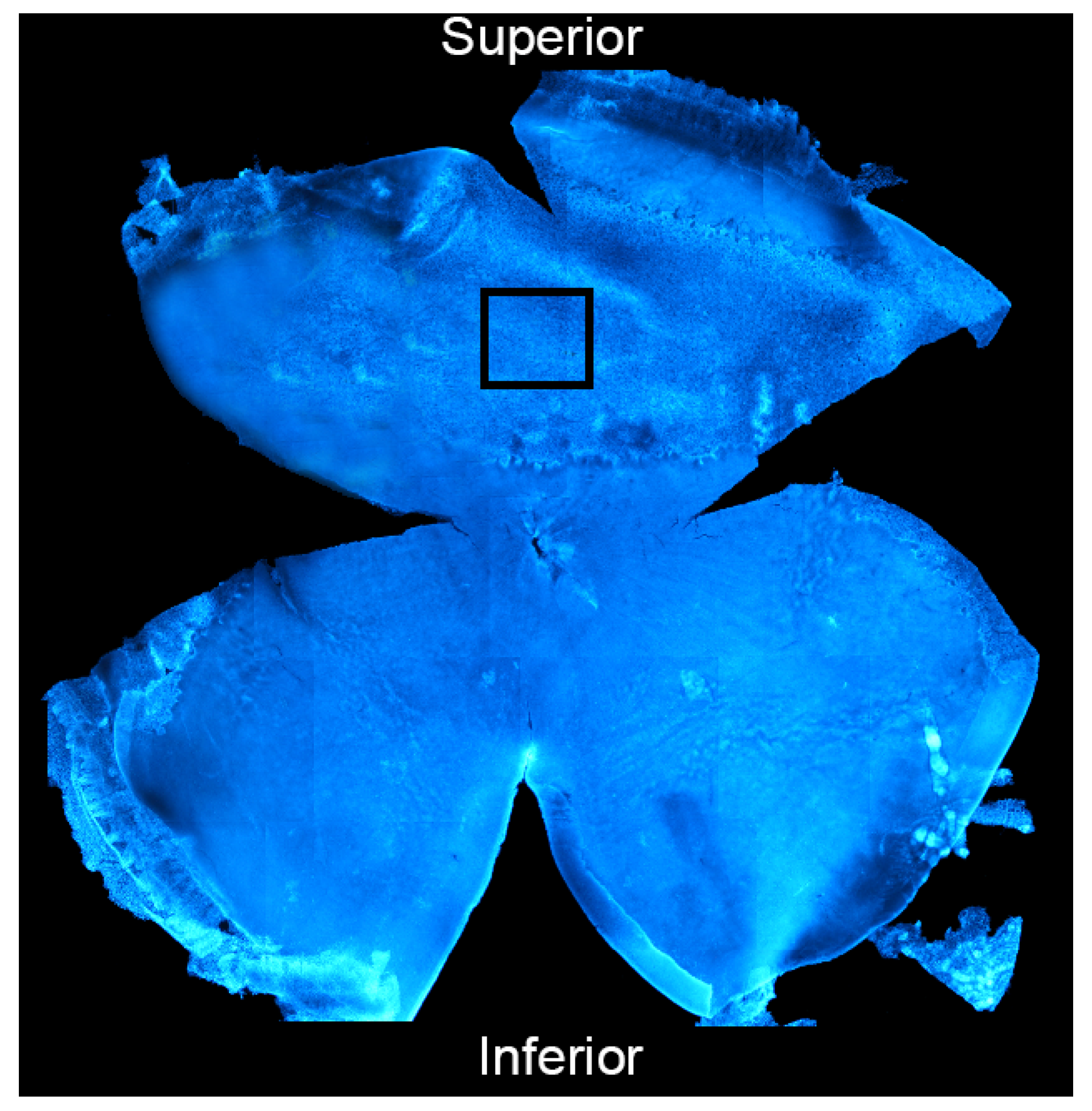 Antioxidants 11 01133 g002 550