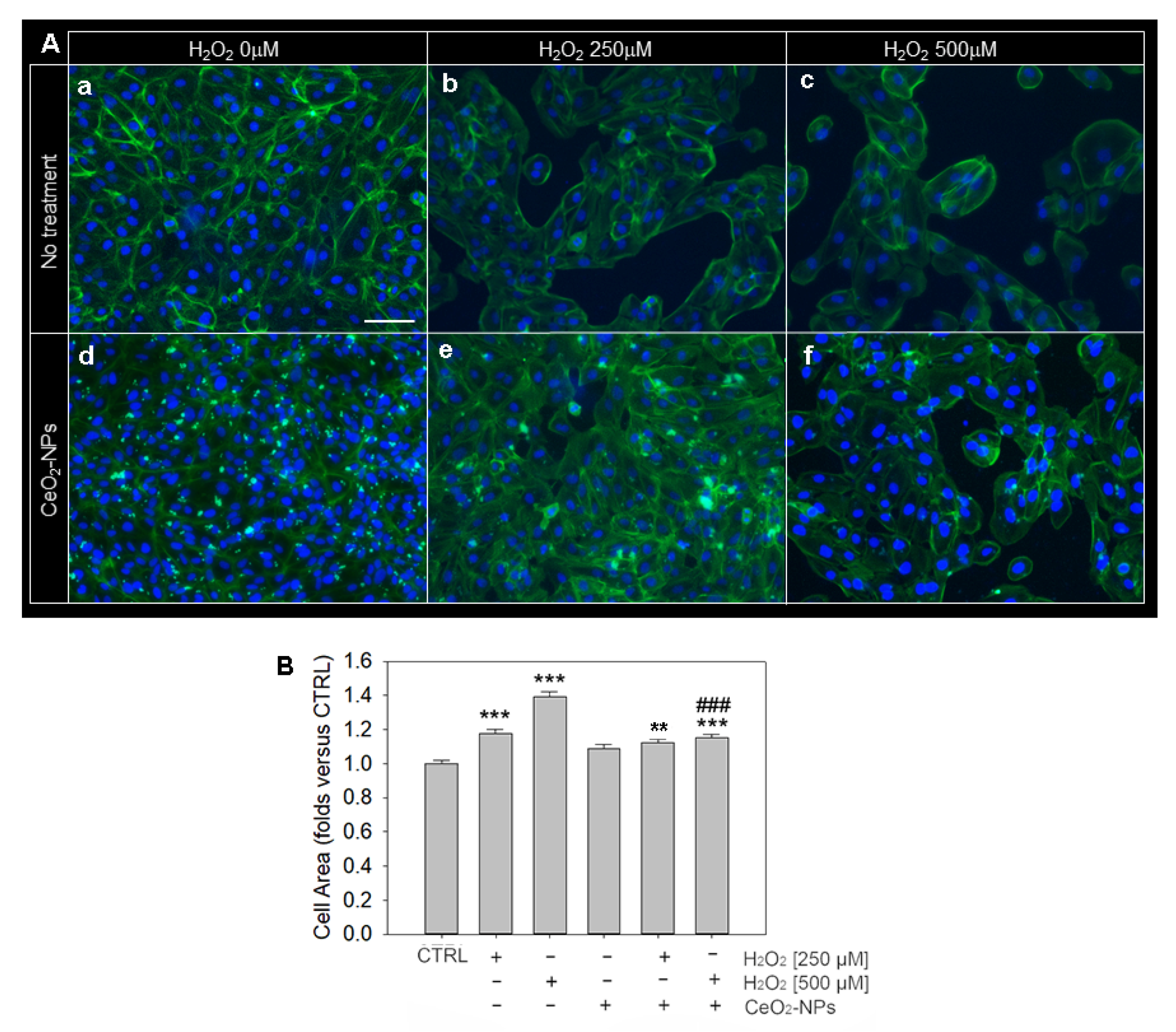 Antioxidants 11 01133 g006 550