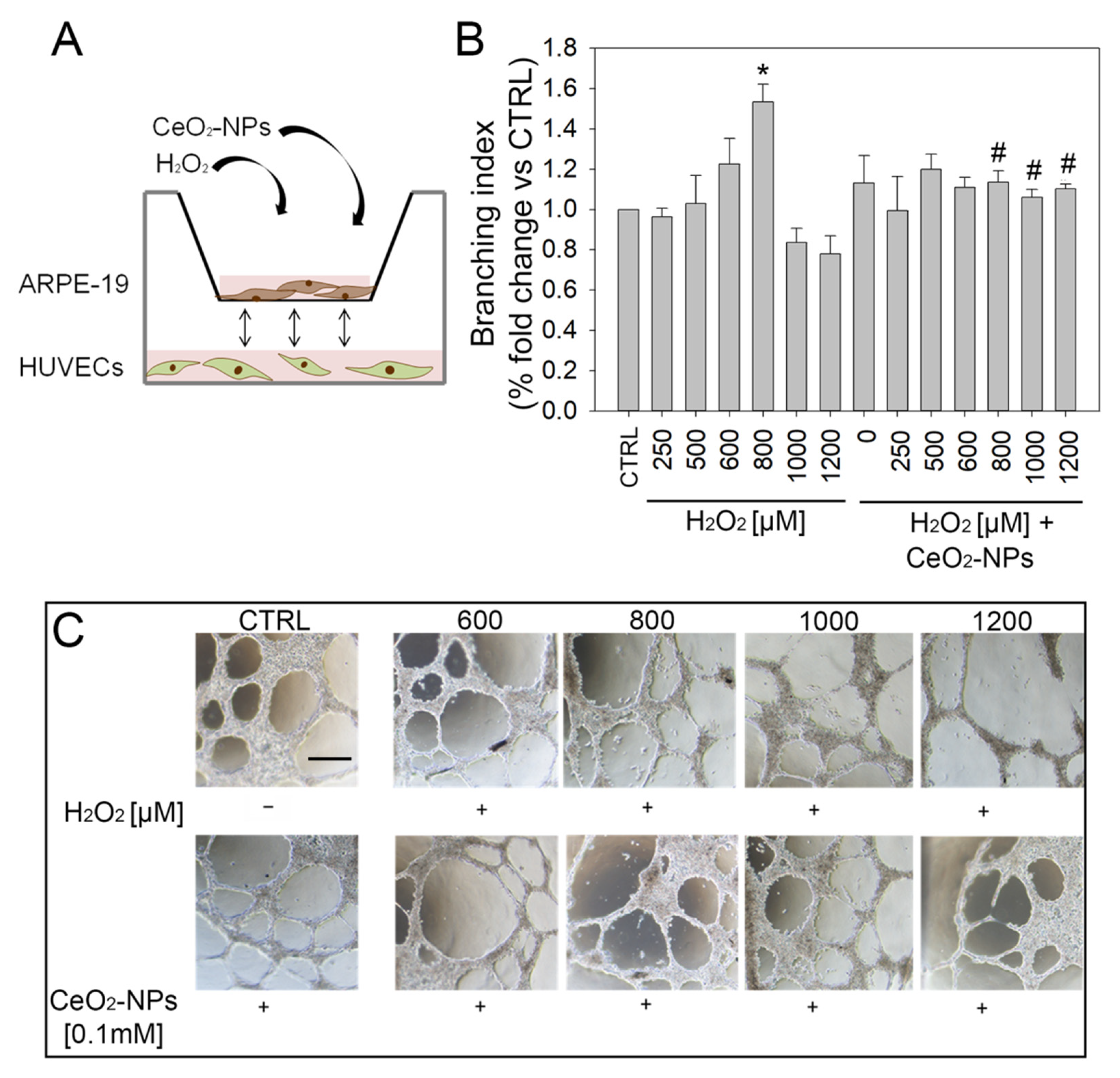 Antioxidants 11 01133 g008 550