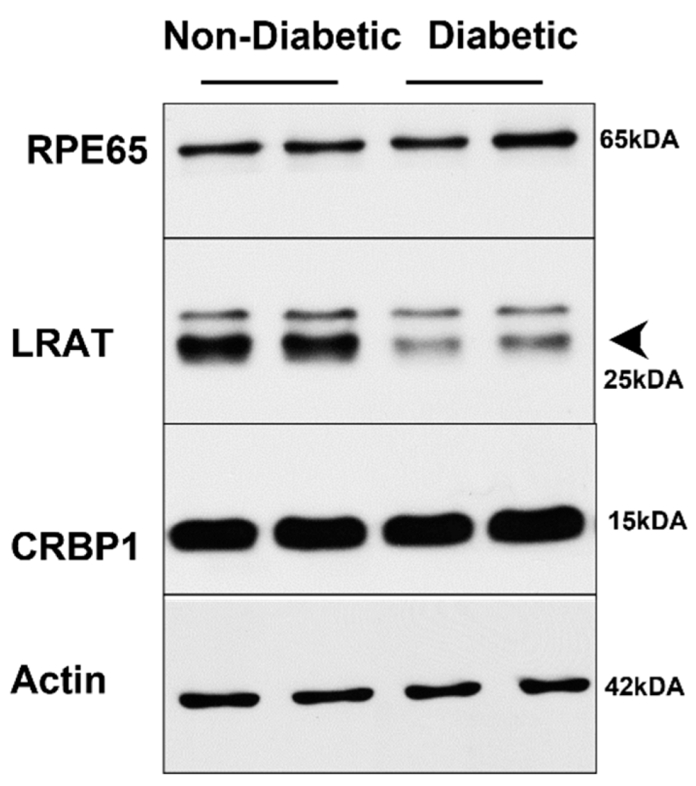 Antioxidants 11 01142 g007