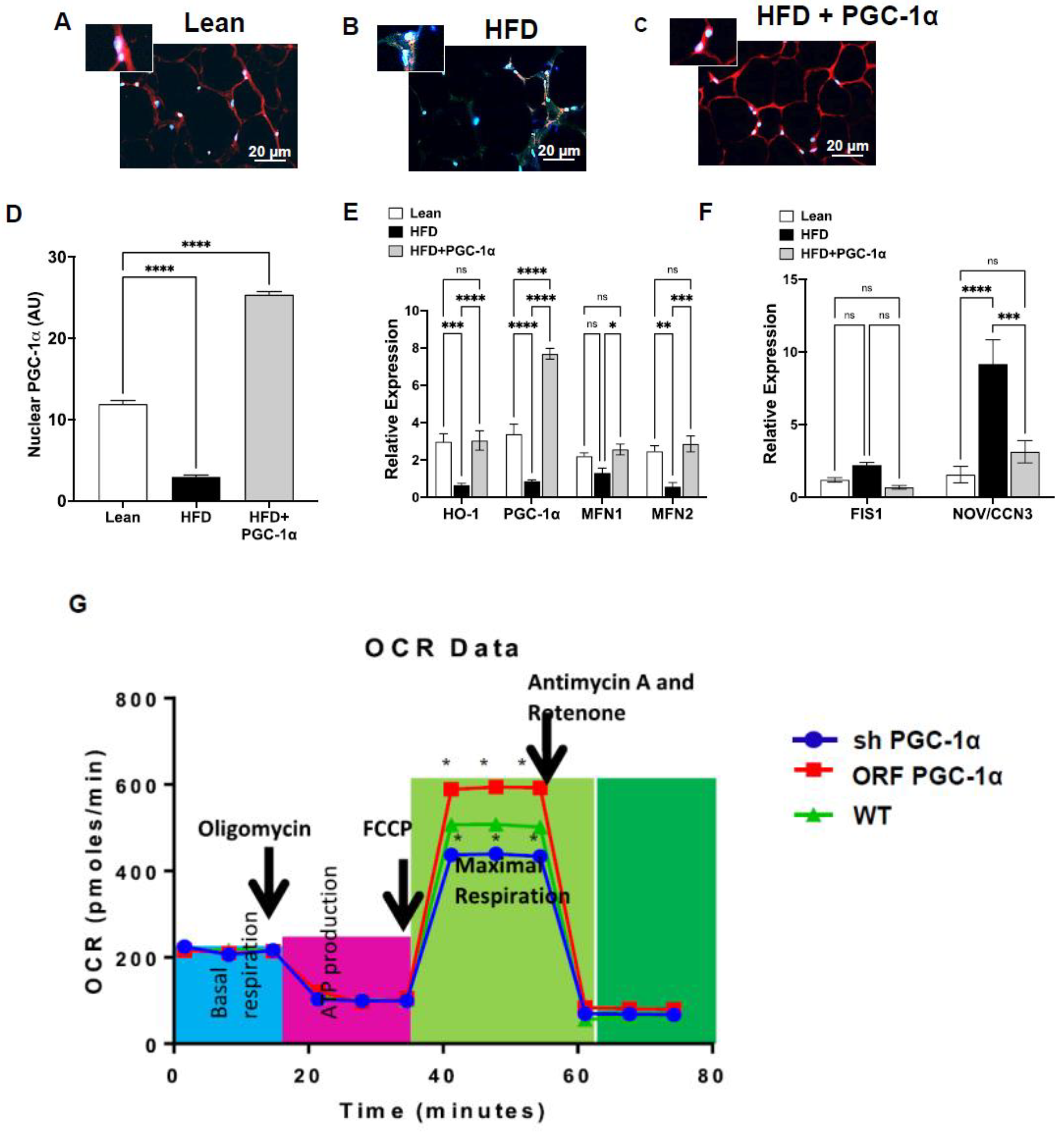 Antioxidants 11 01147 g003 Antioxidants 11 01147 g003